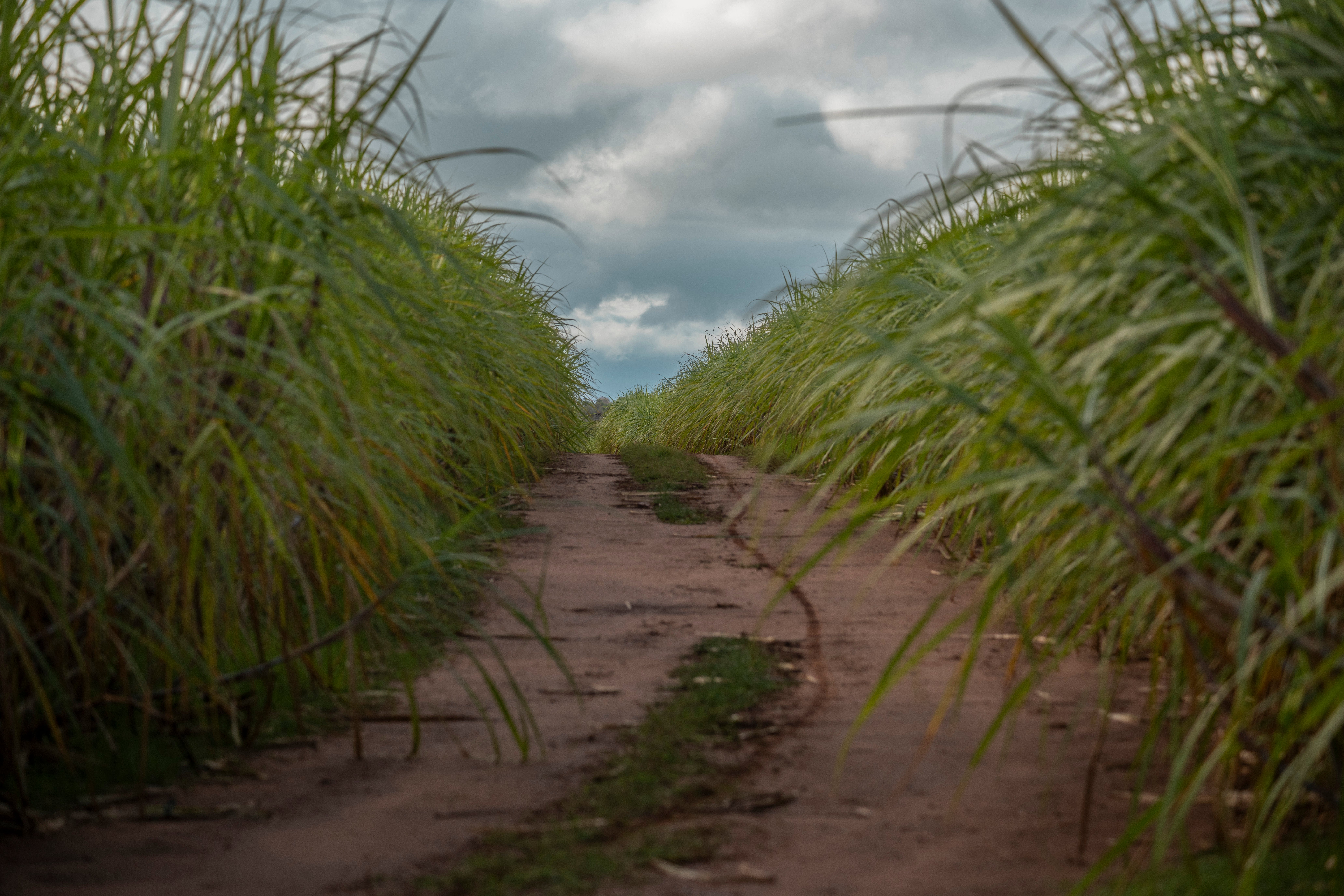 Organic Sugar-Prices