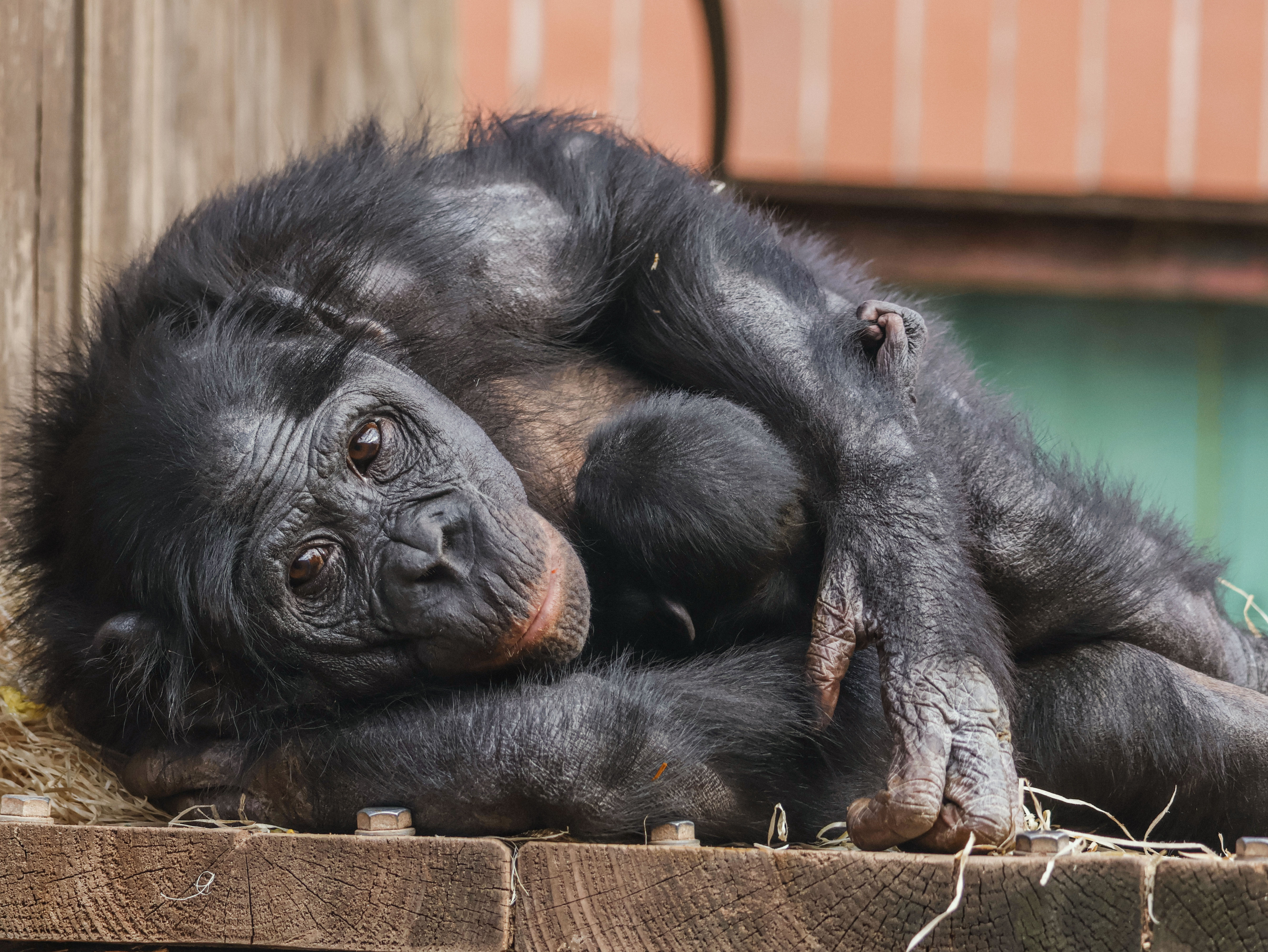 Twycross Zoo welcomed a baby bonobo into the world on 11 September