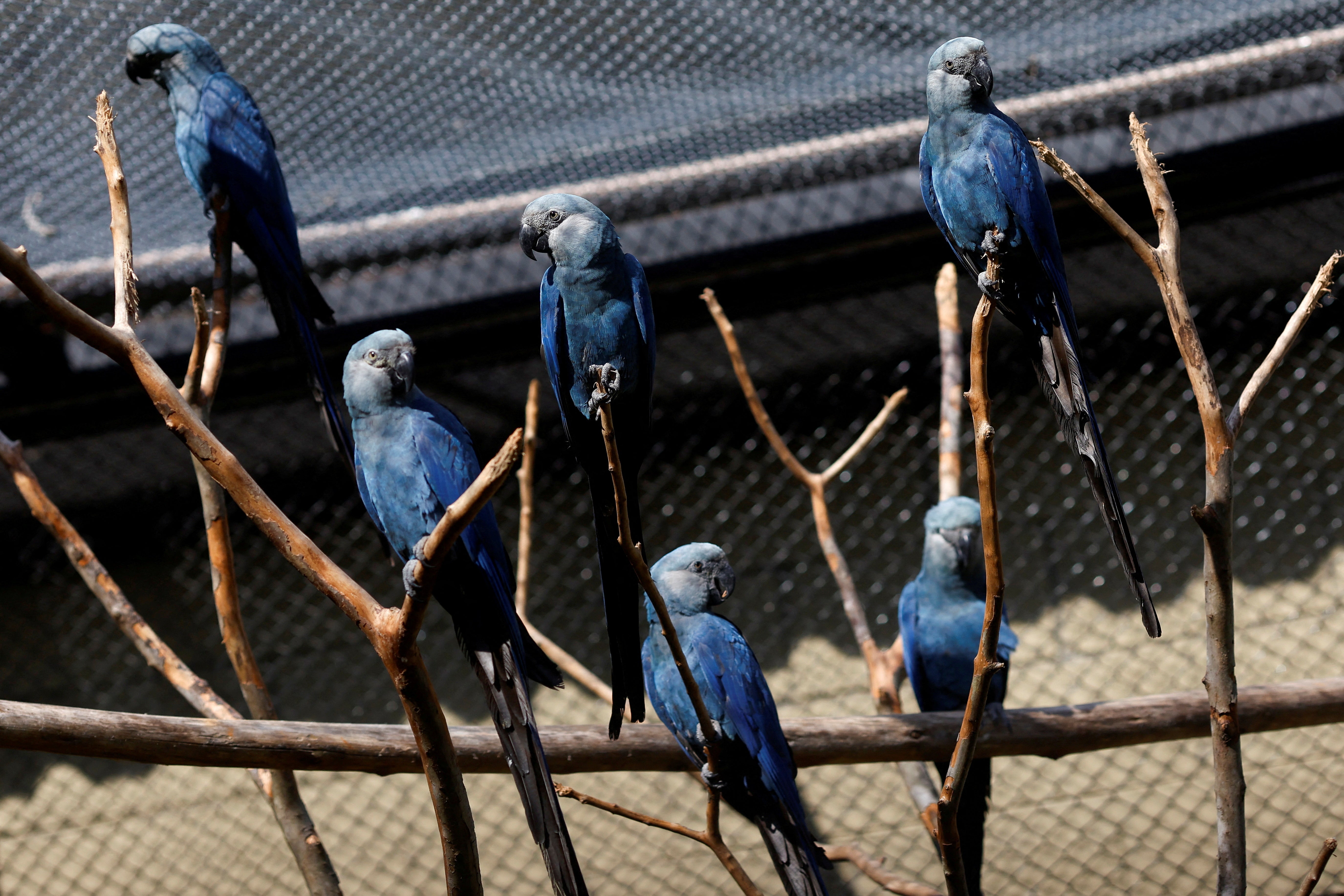 Spix’s macaws at a zoo in Brazil