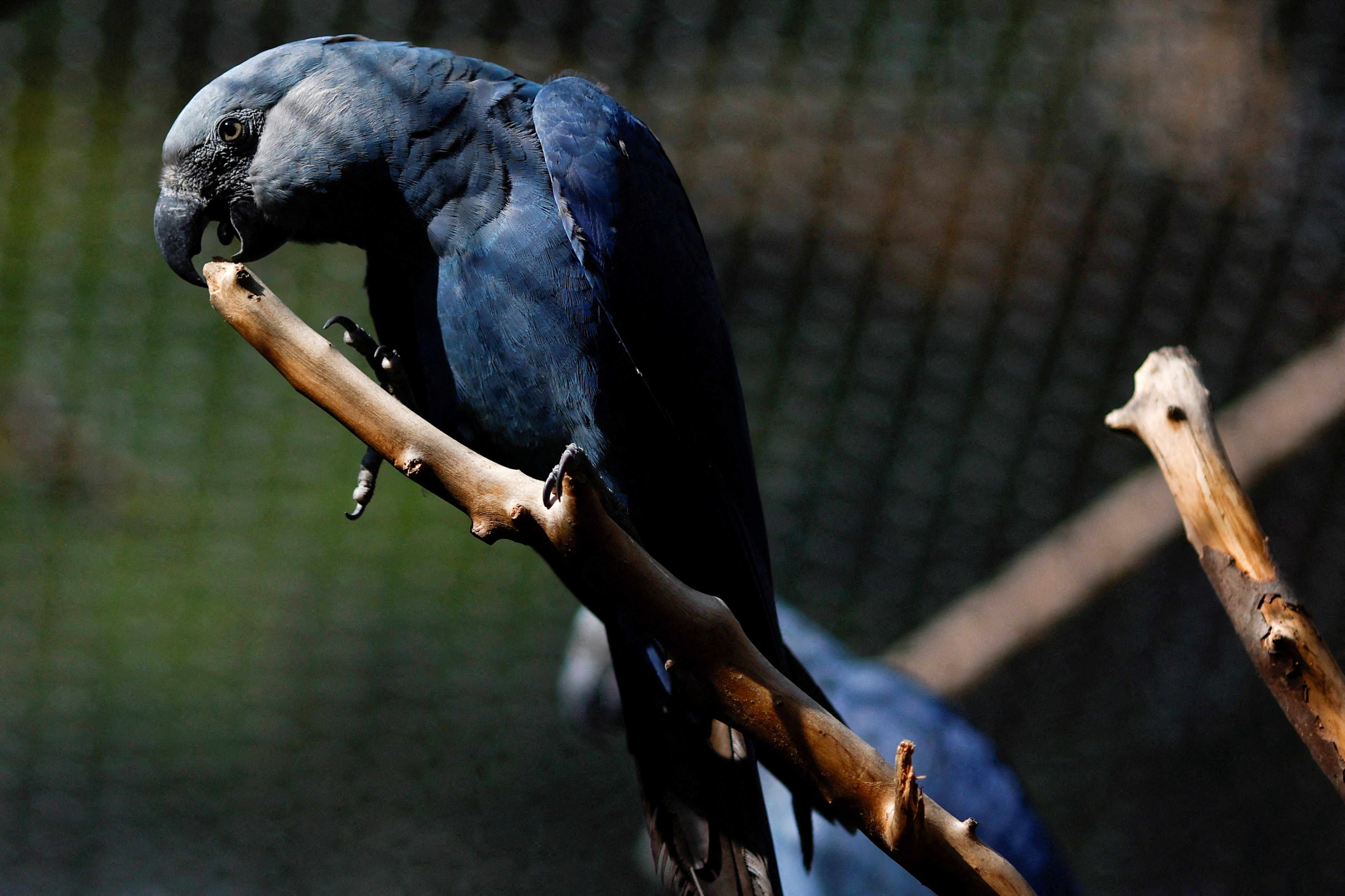 The Spix’s macaw was declared extinct in the wild in 2019