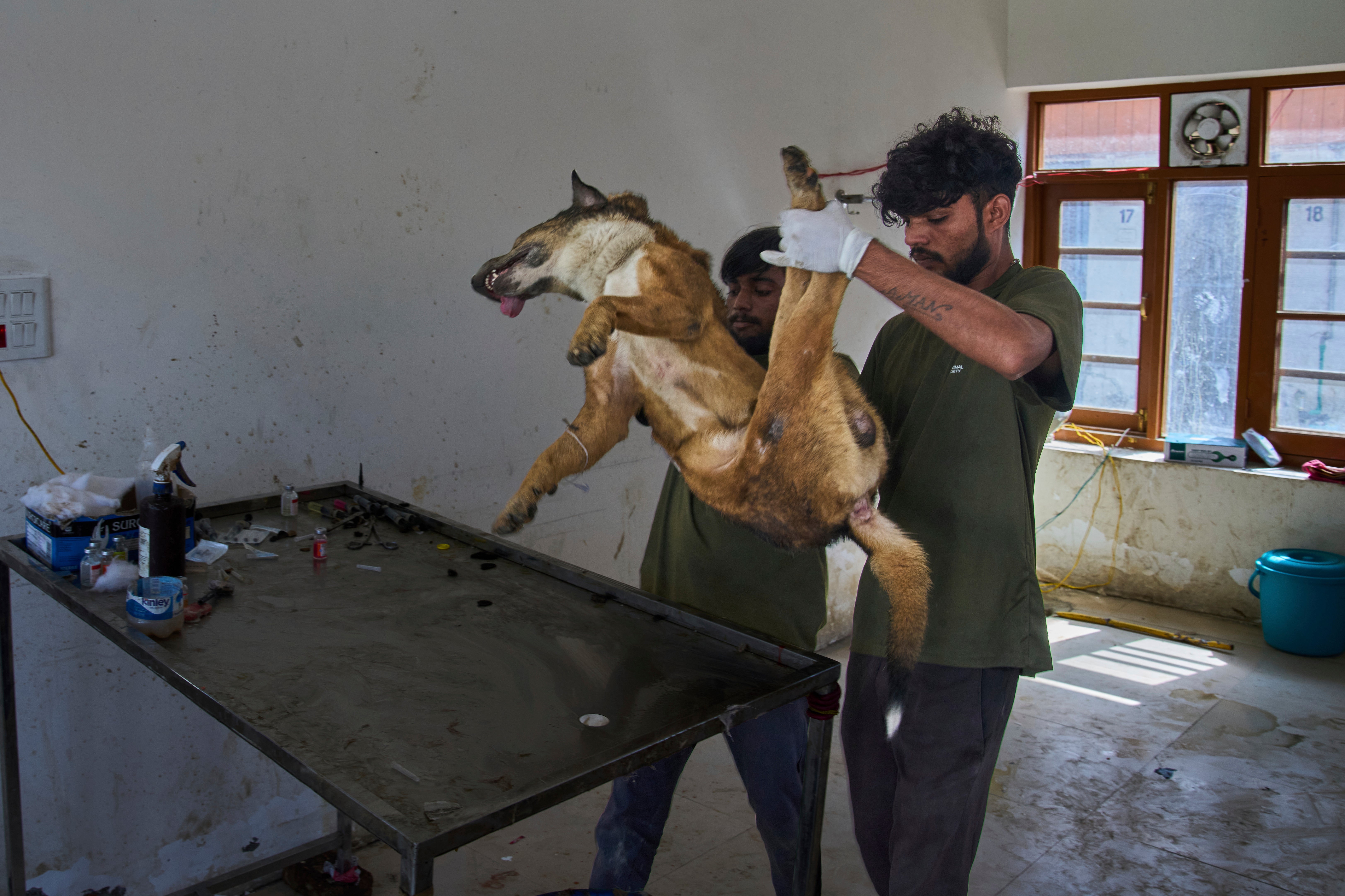 India Kashmir Stray Dogs Photo Gallery
