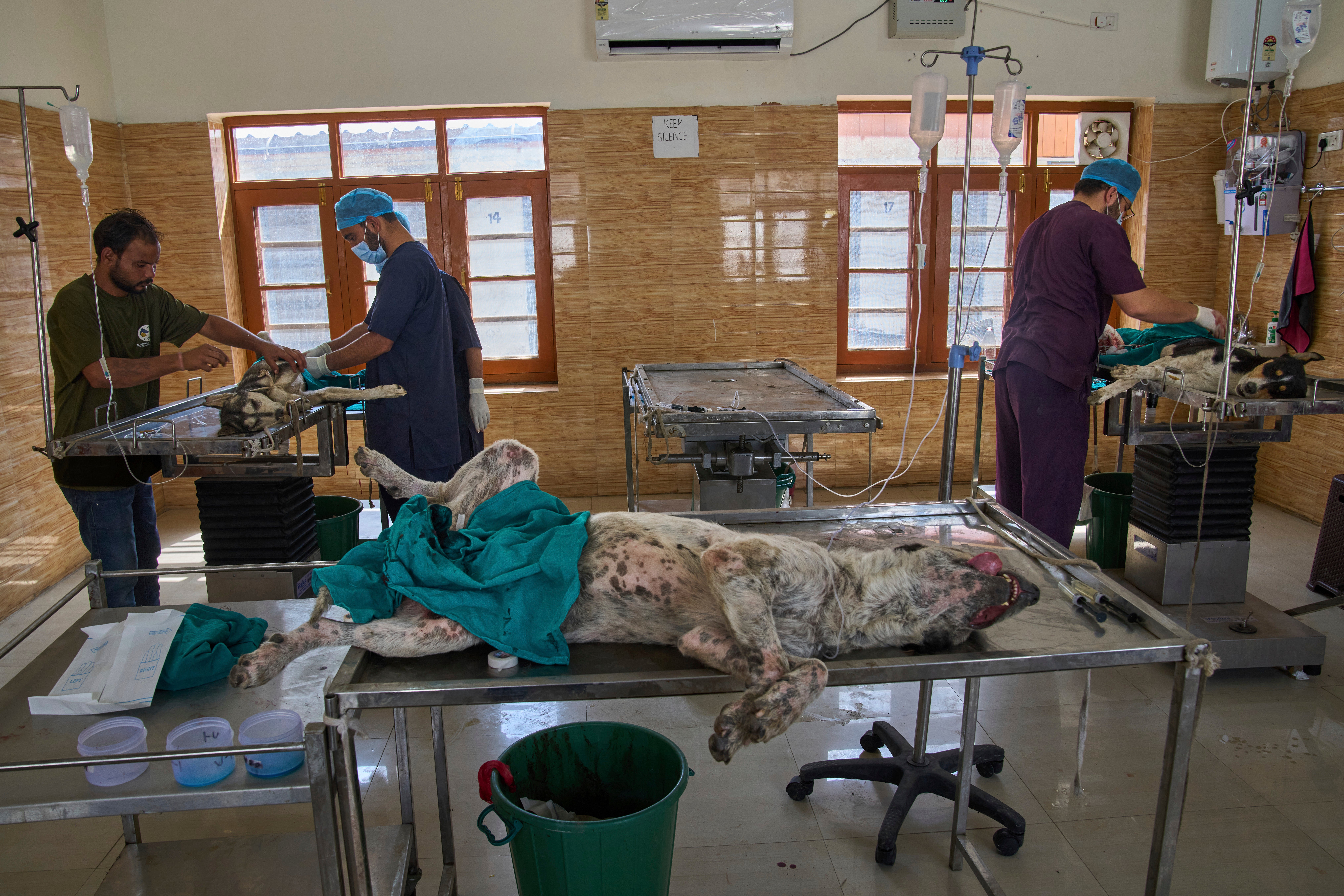 India Kashmir Stray Dogs Photo Gallery