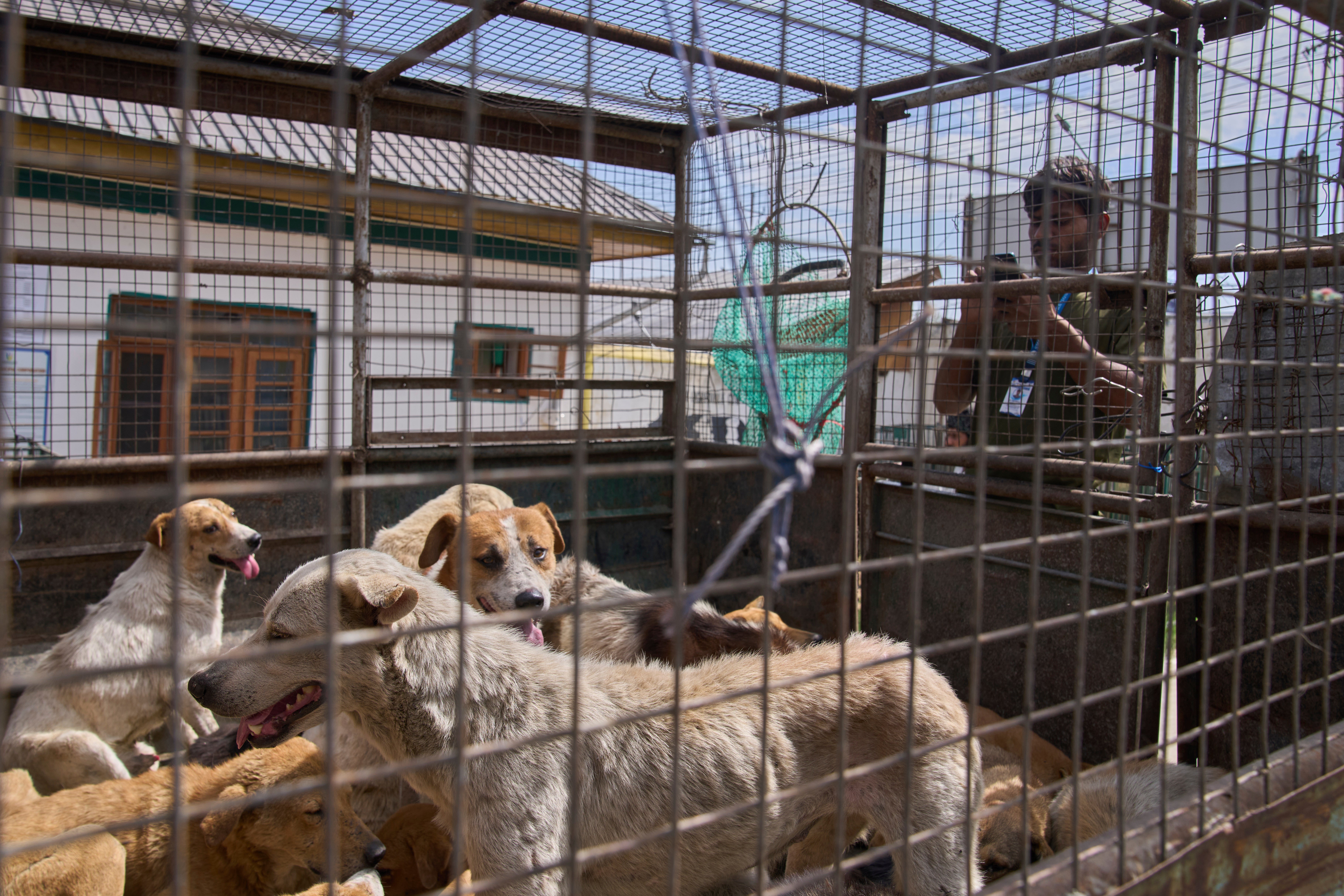 India Kashmir Stray Dogs Photo Gallery