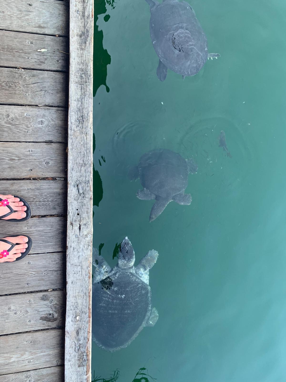 The Sea Turtle Research, Rescue & Rehabilitation Centre