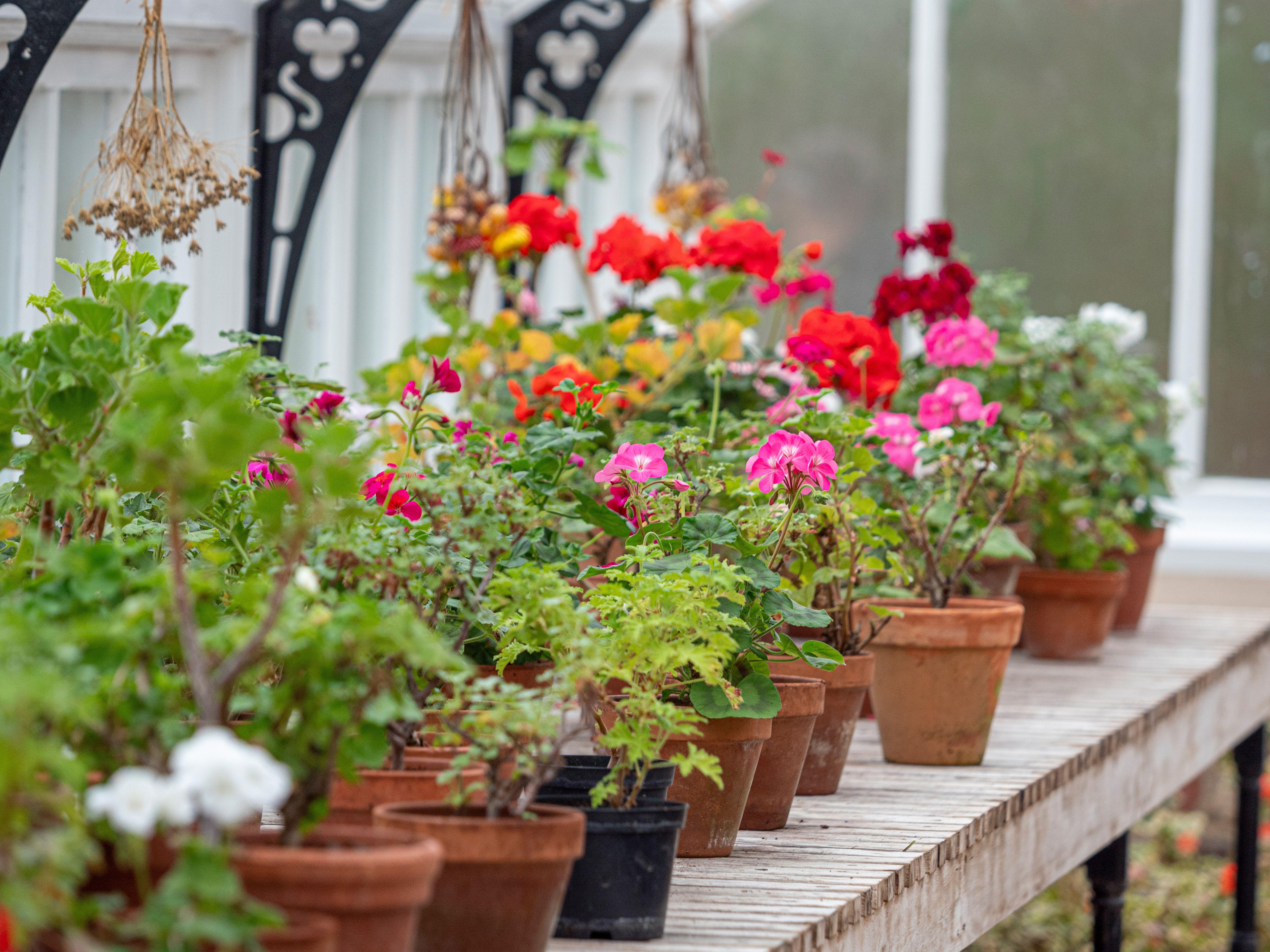 Half hardy and tender plants are due a move now it is autumn
