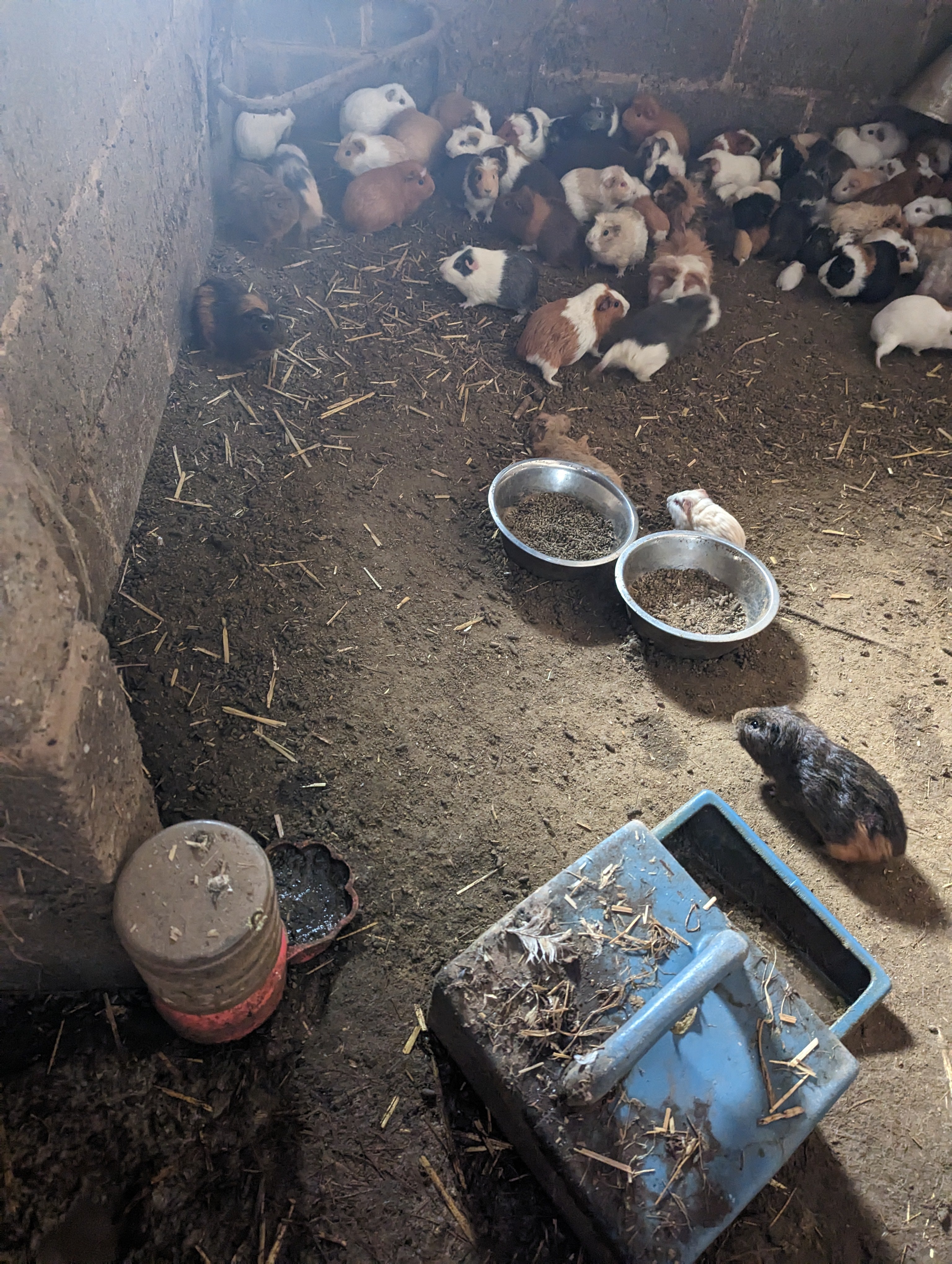 Over 170 guinea pigs were being kept at the farm, with 66 of those kept in enclosures alongside dead baby guinea pigs and rotting matter