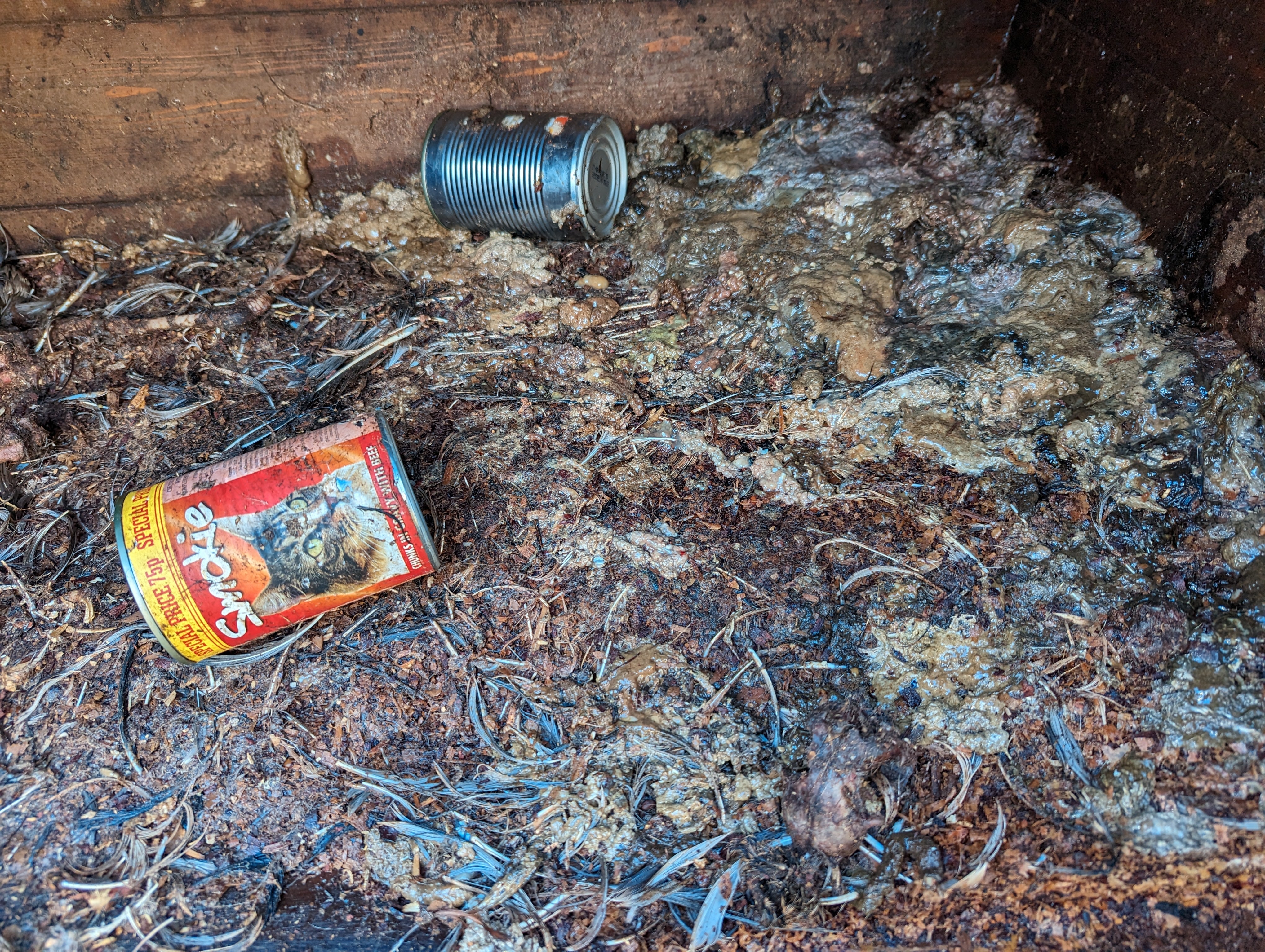Several of the barns and pens were in filthy conditions and covered in maggots, faeces and urine