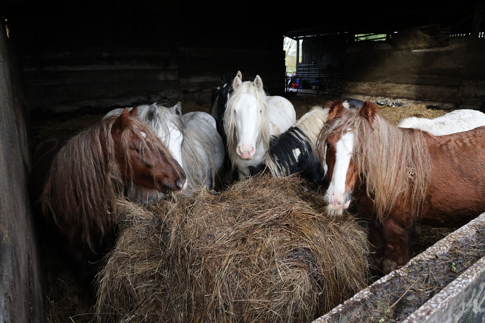 The RSPCA found 19 different species who had not received veterinary care