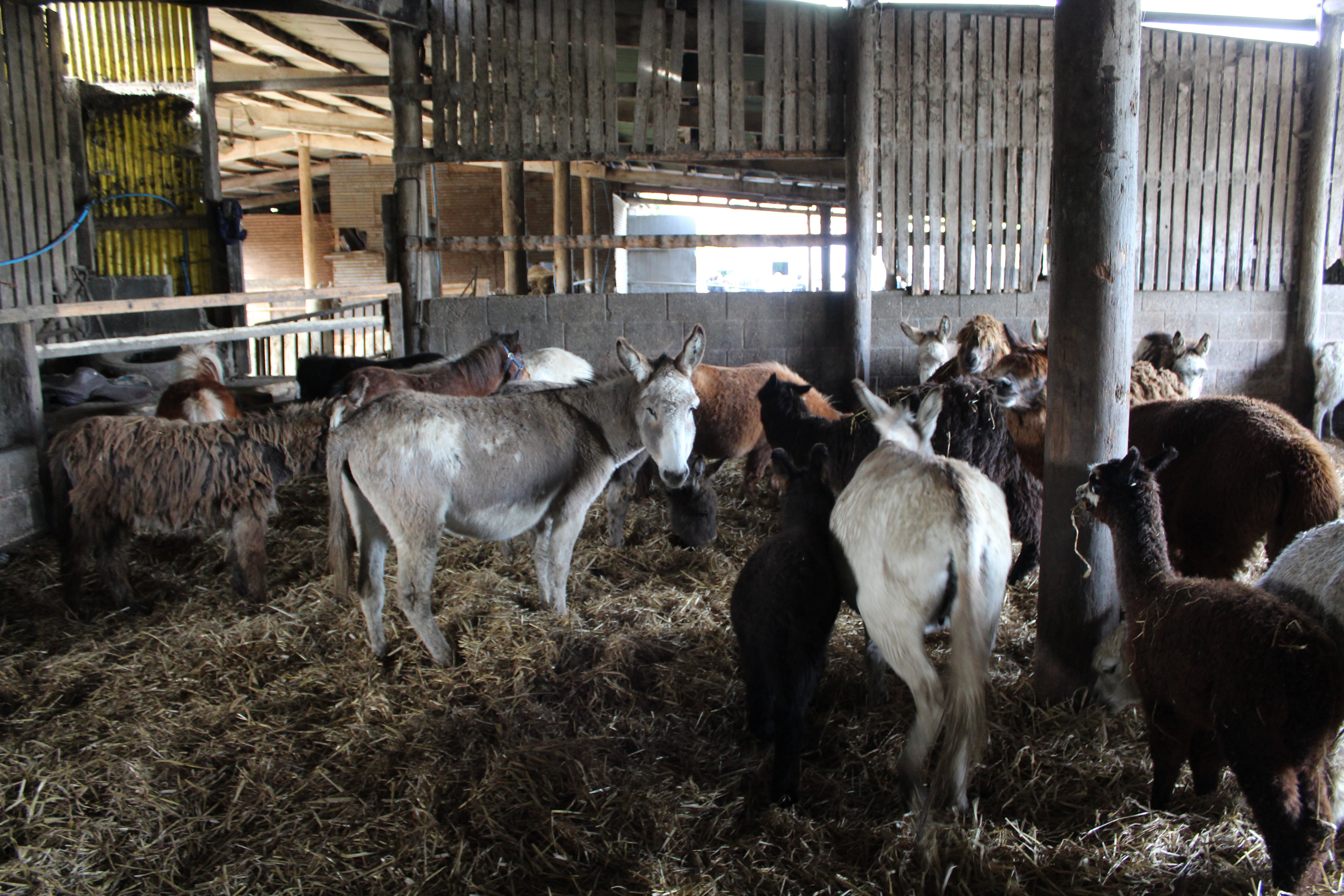 Over 450 animals were kept in cramped and dirty conditions at the farm in Skegby in Nottinghamshire