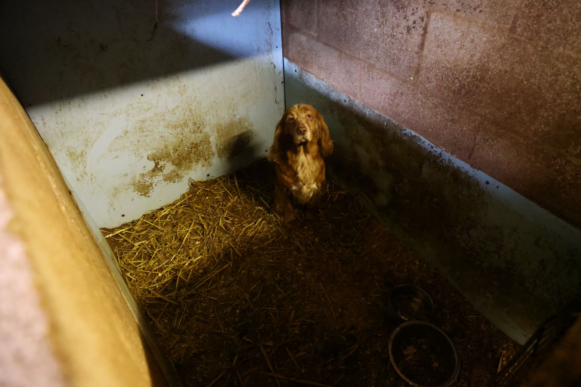 Many of the dogs were kept in a darkened barn or had been tethered to an outdoor kennel