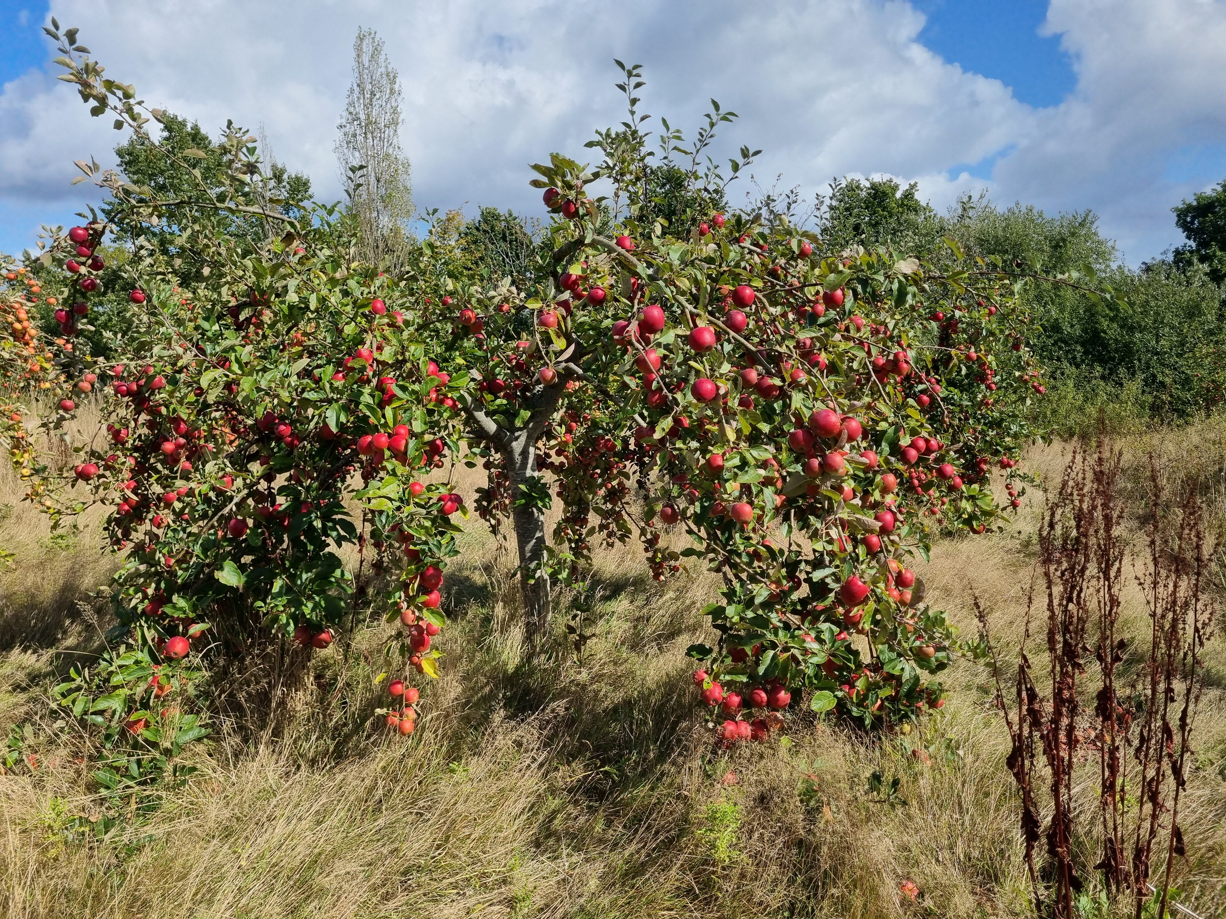 Apple trees laden with fruit at Sissinghurst in Kent (Olivia Steed-Mundin/National Trust/PA)