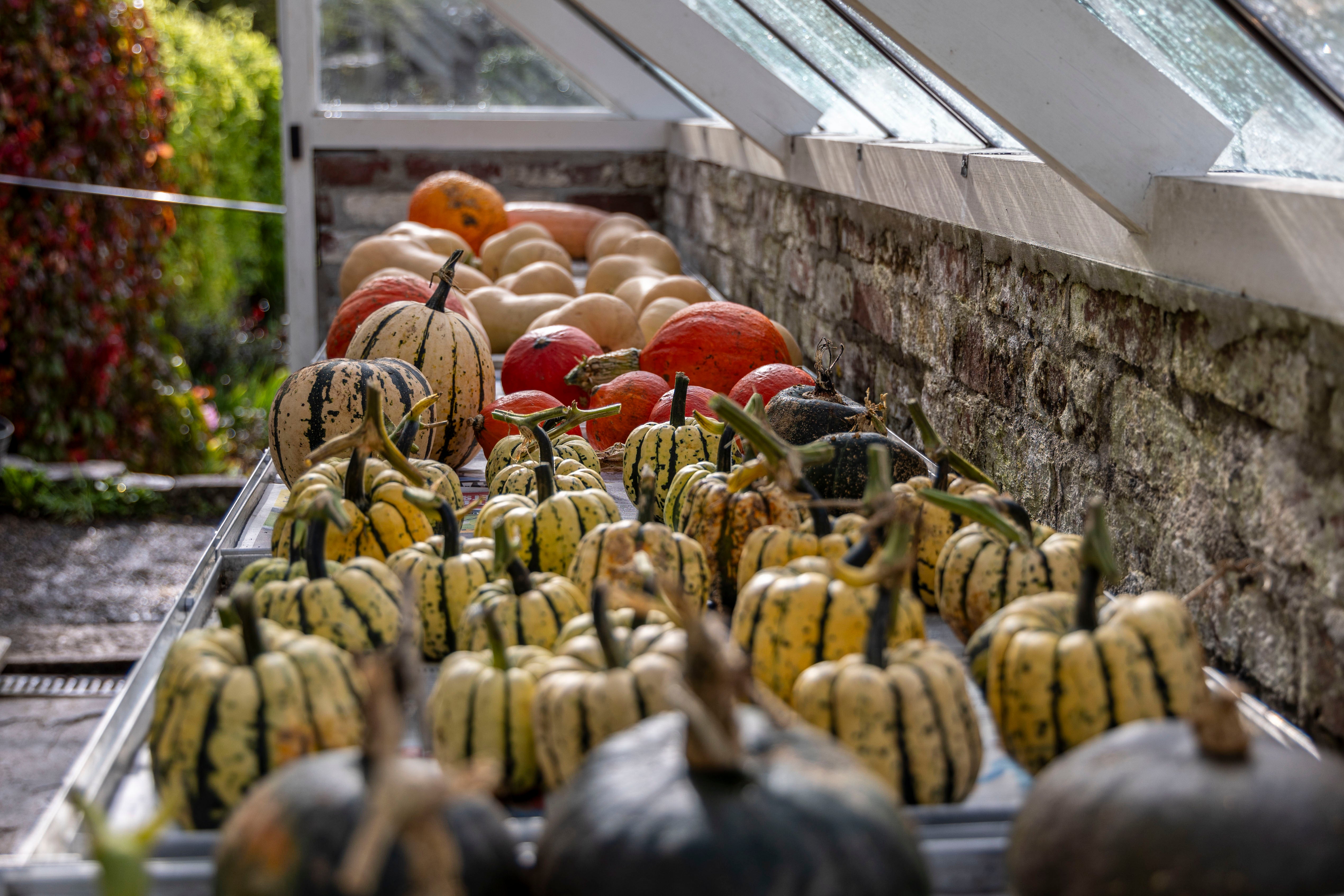 Pumpkins being ‘cured’ for storage in a sunny spot (Barry Mitchell/National Trust/PA)