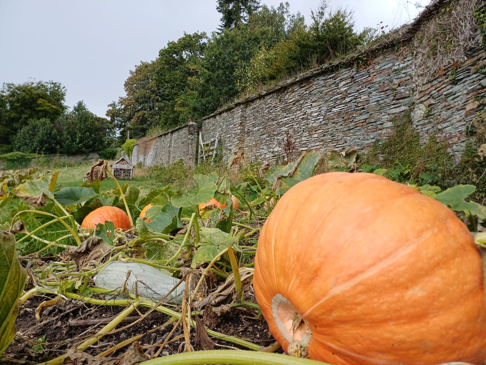 Pumpkins have been unusually good at Buckland Abbey near Plymouth (Eleanor Hopkinson/National Trust/PA)