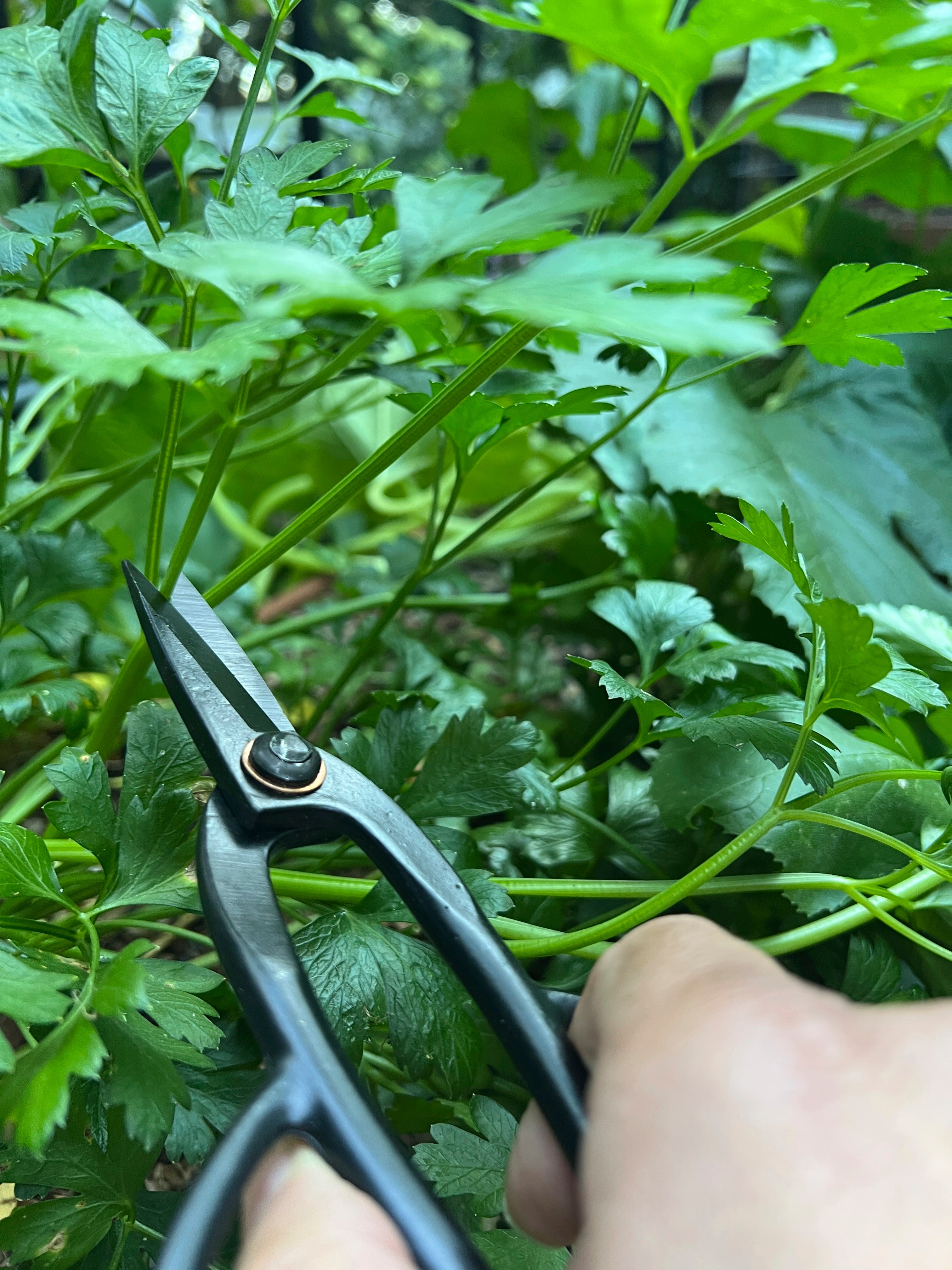 Gardening-Timing Tasks