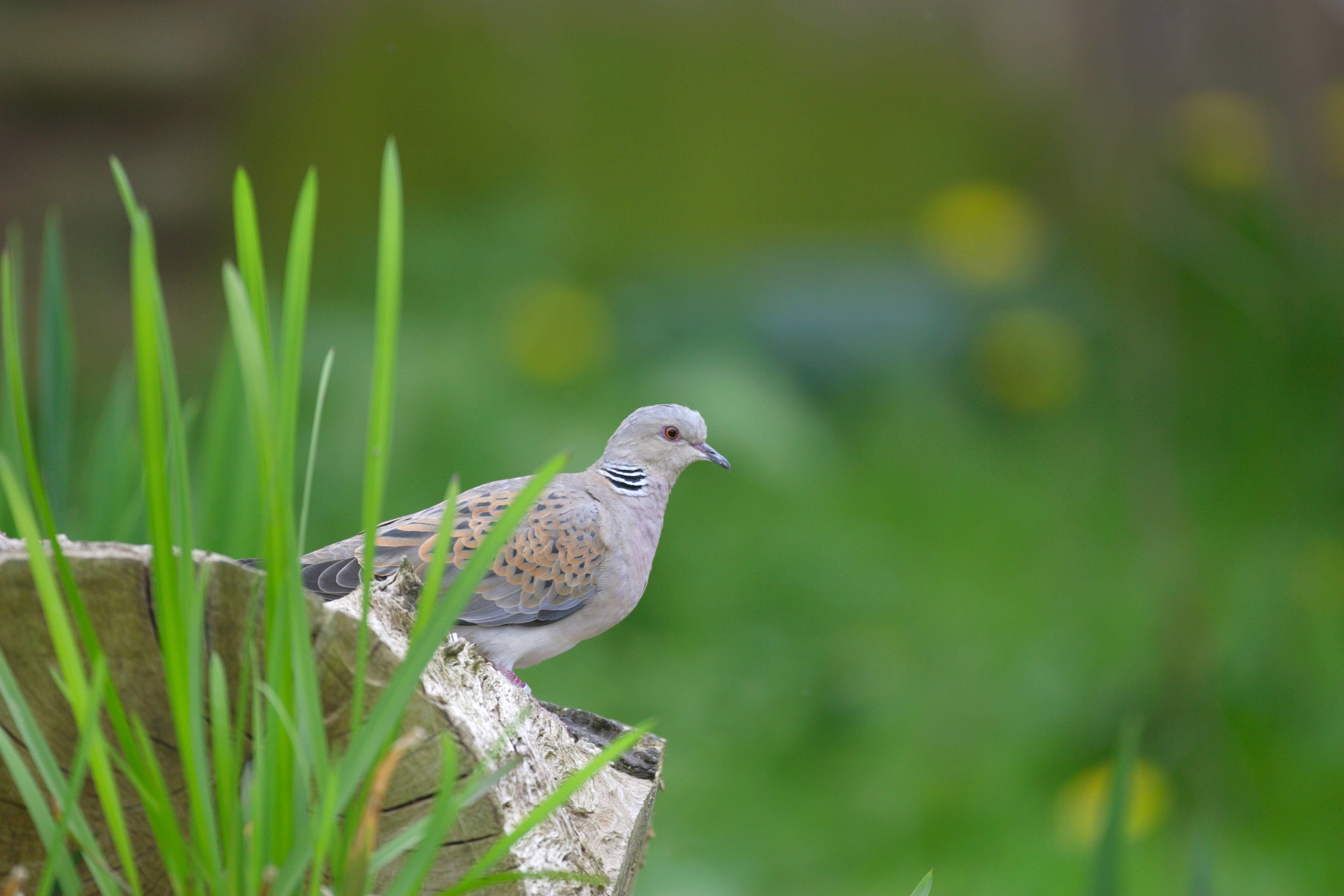Farmland birds such as turtle doves have seen severe declines since the 1970s