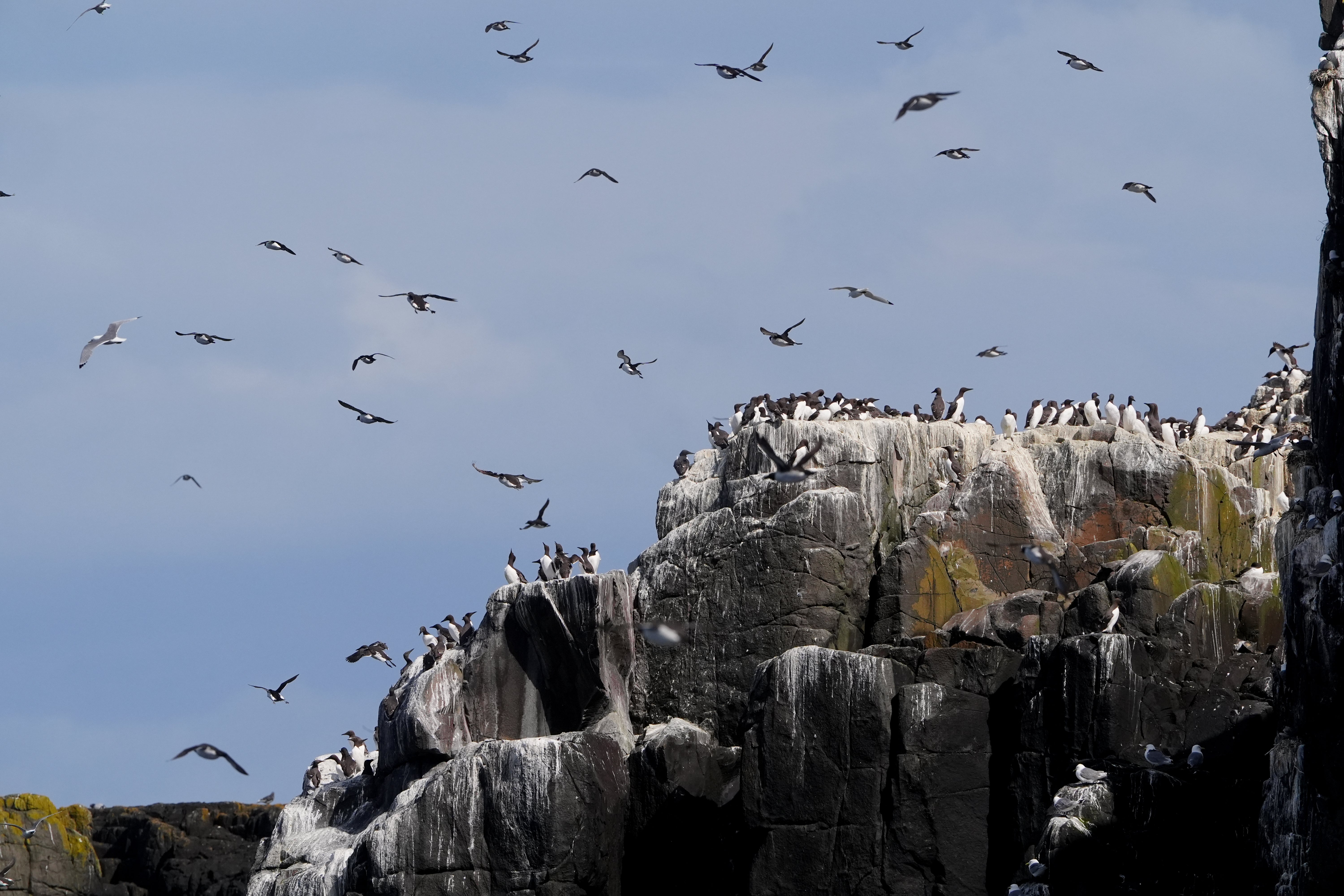 Seabirds have seen major declines in the past five years, as a result of bird flu on top of other pressures