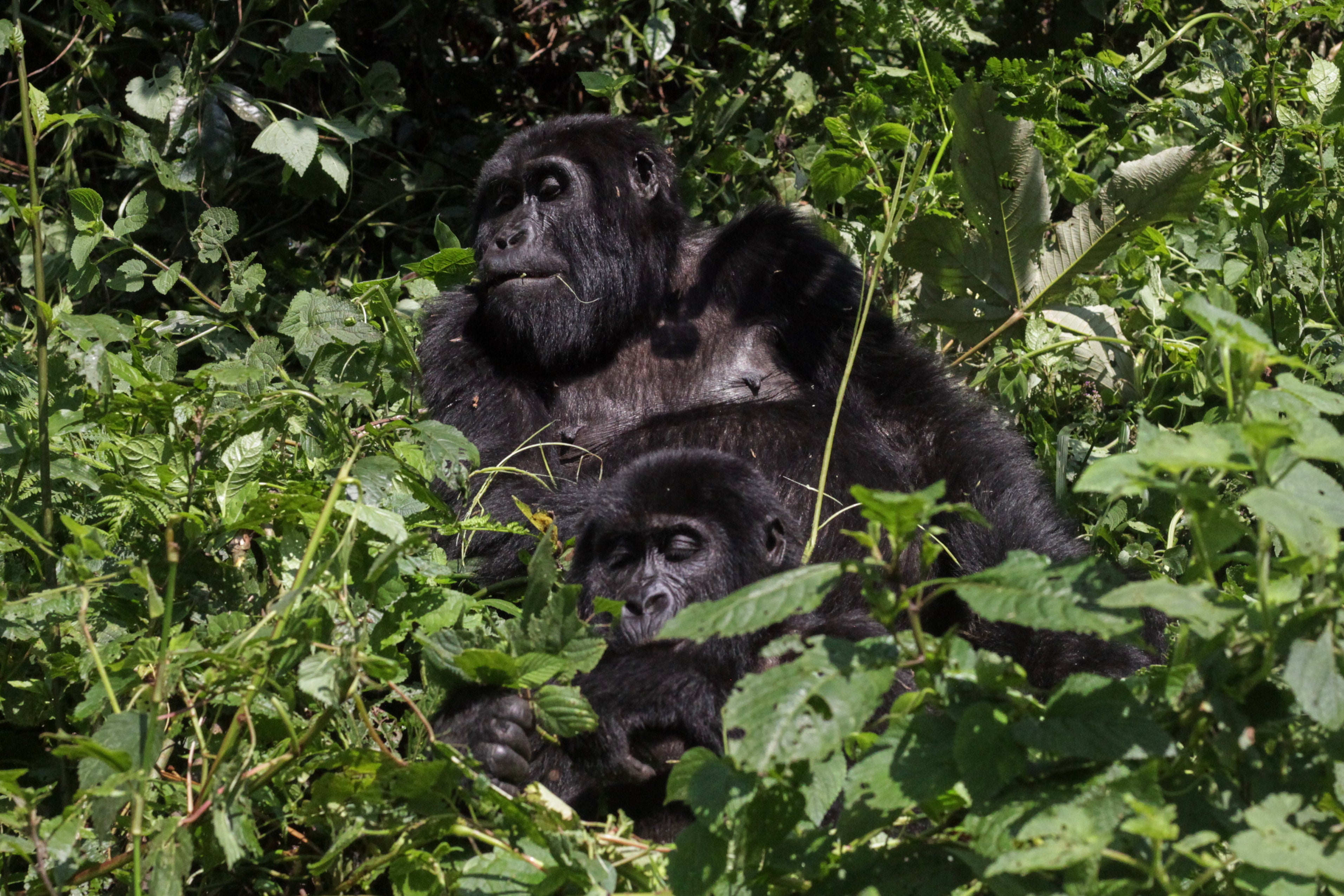Uganda Mountain Gorillas