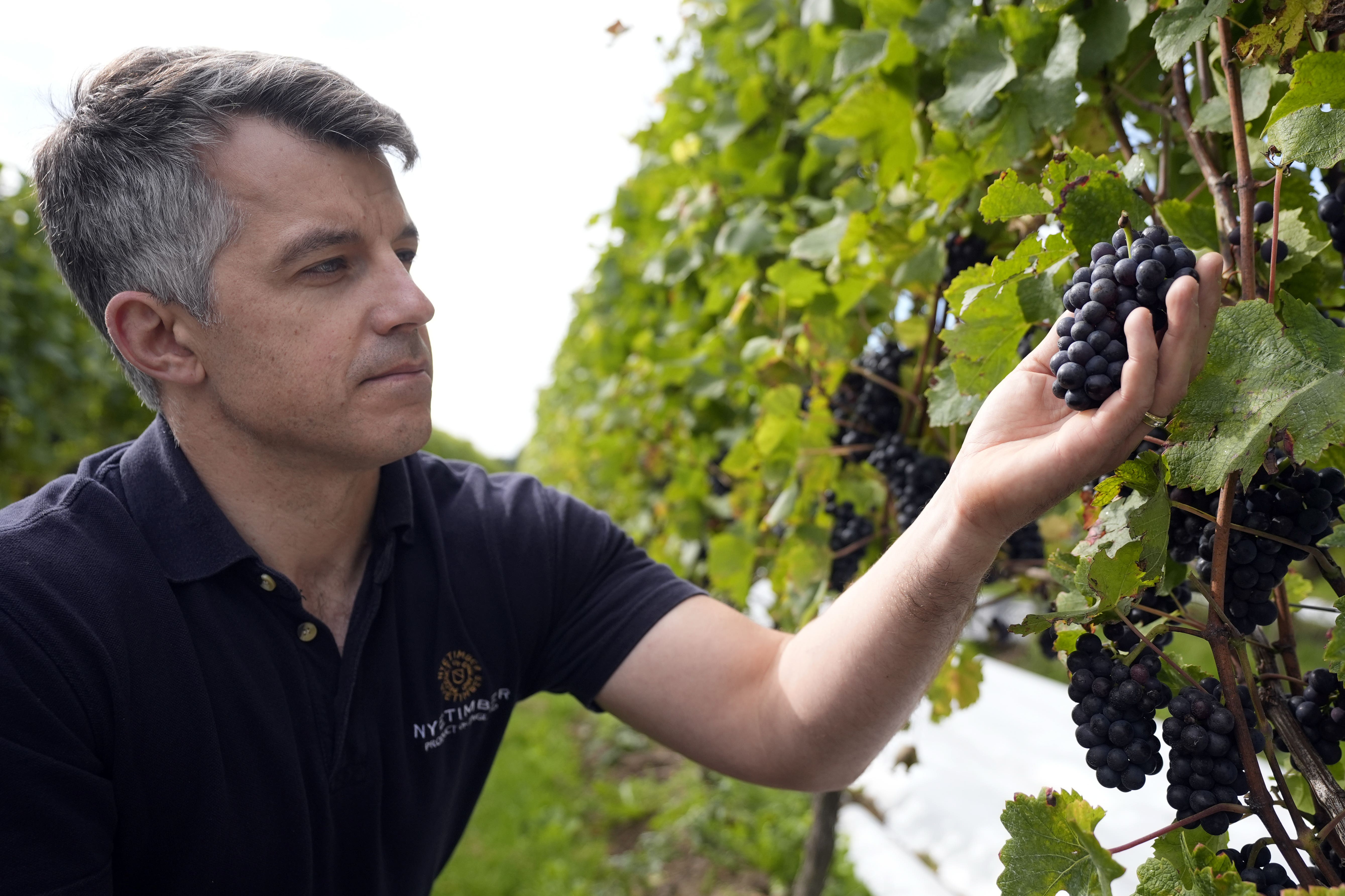 Brad Greatrix, senior wine maker at Nyetimber, inspects Pinot noir grapes ahead of them being harvested (Andrew Matthews/PA)