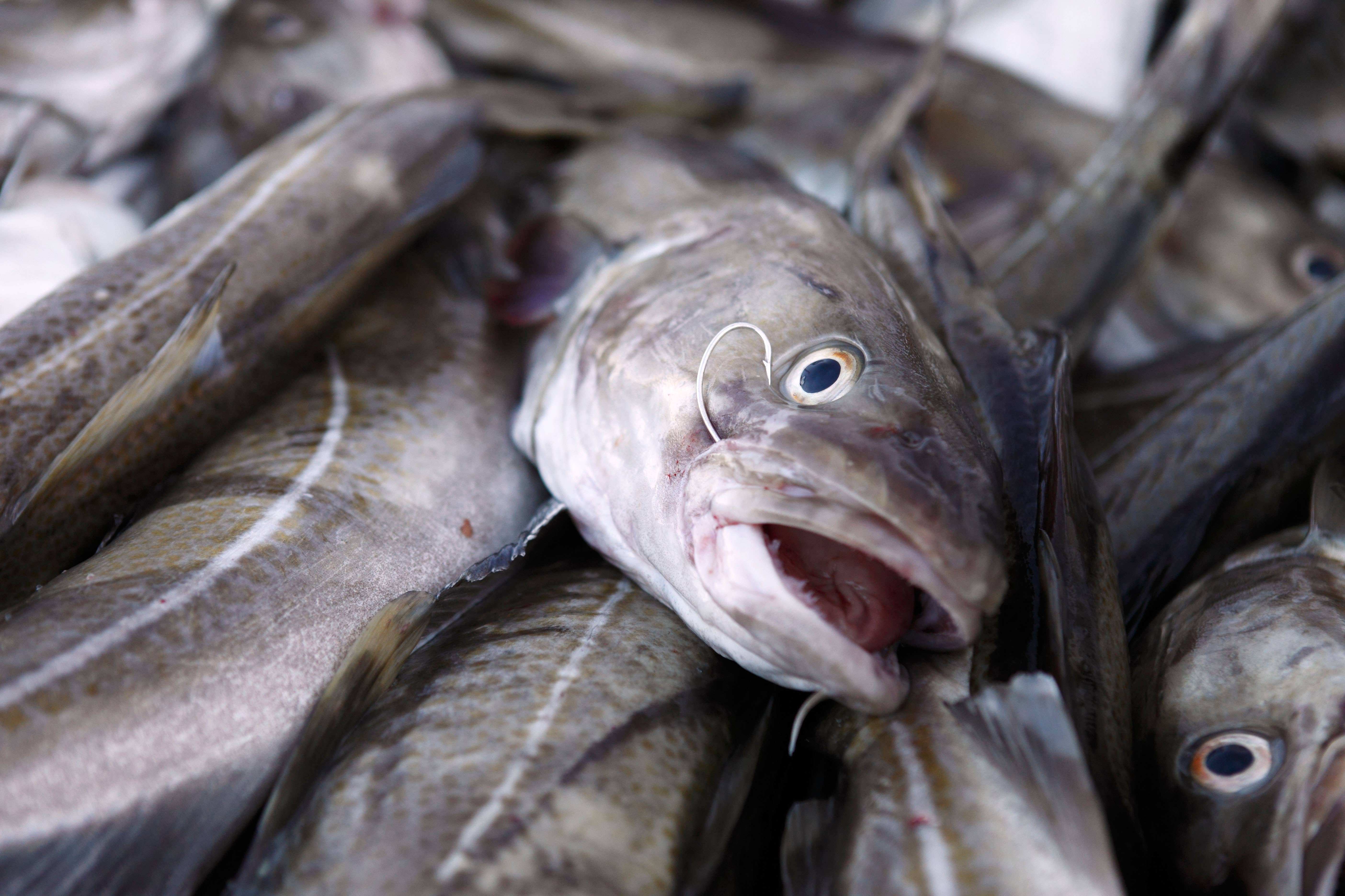 An advisory board suggested only 15,000 tonnes of cod could be caught last year