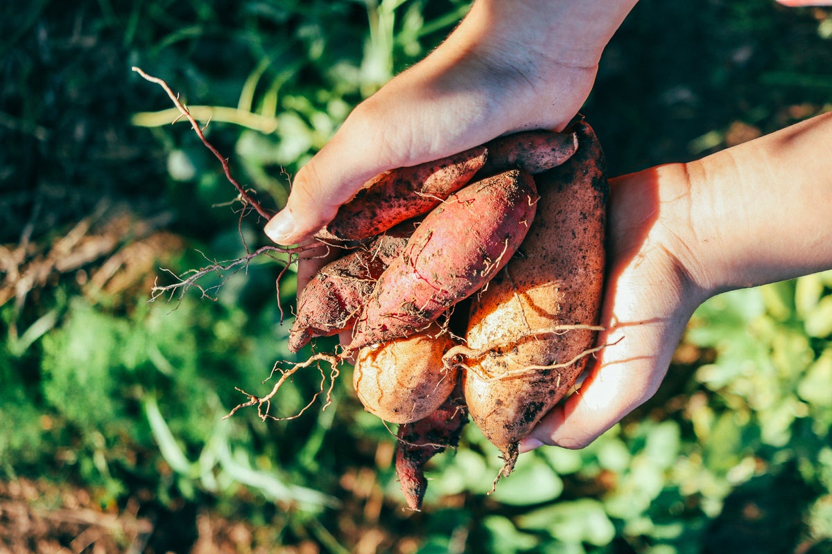 The heart-healthy fall comfort food packed with electrolytes The heart-healthy fall comfort food packed with electrolytes