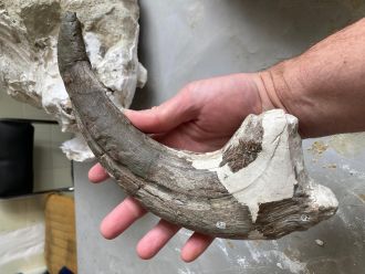 Laguna Palacios megaraptorid thumb claw