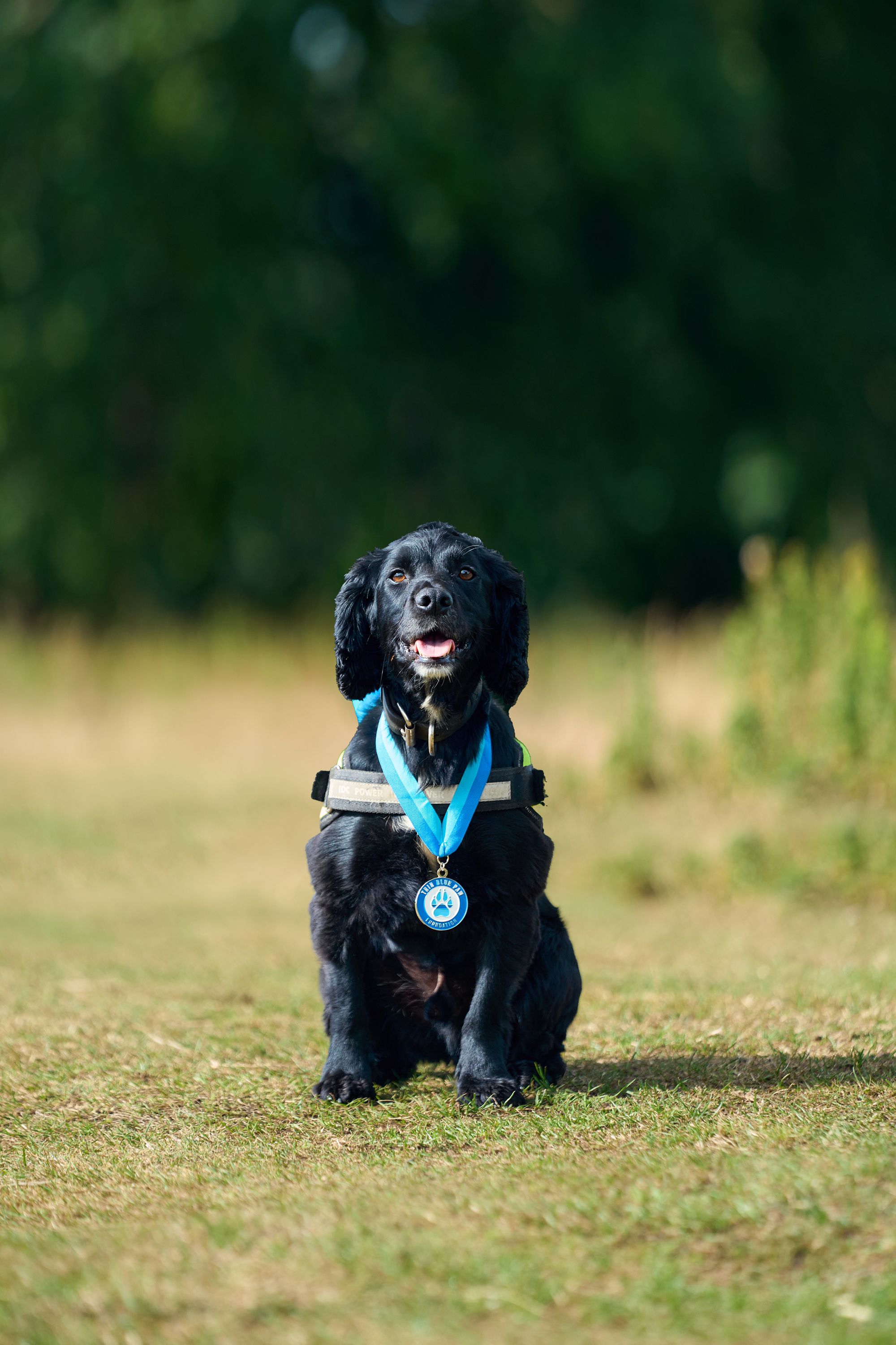 Louie was rescued from the streets of Gateshead and became one of Durham police's first digital detection dogs