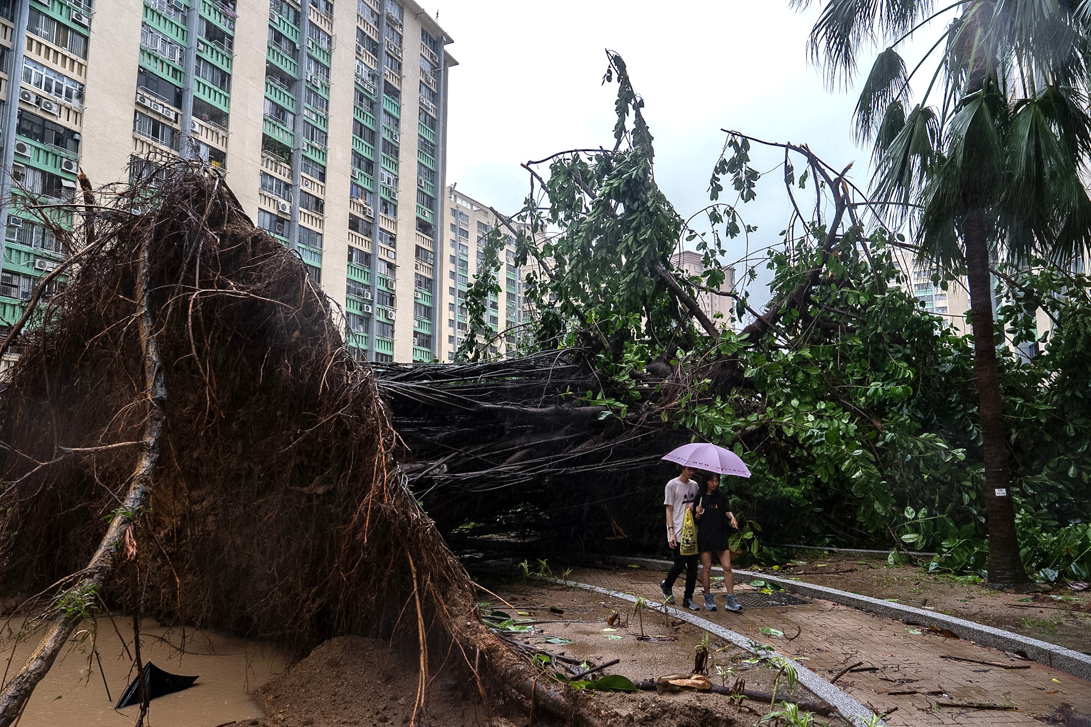 An uprooted tree blocks a path in Ho Man Tin as super typhoon Ragasa approaches Hong Kong