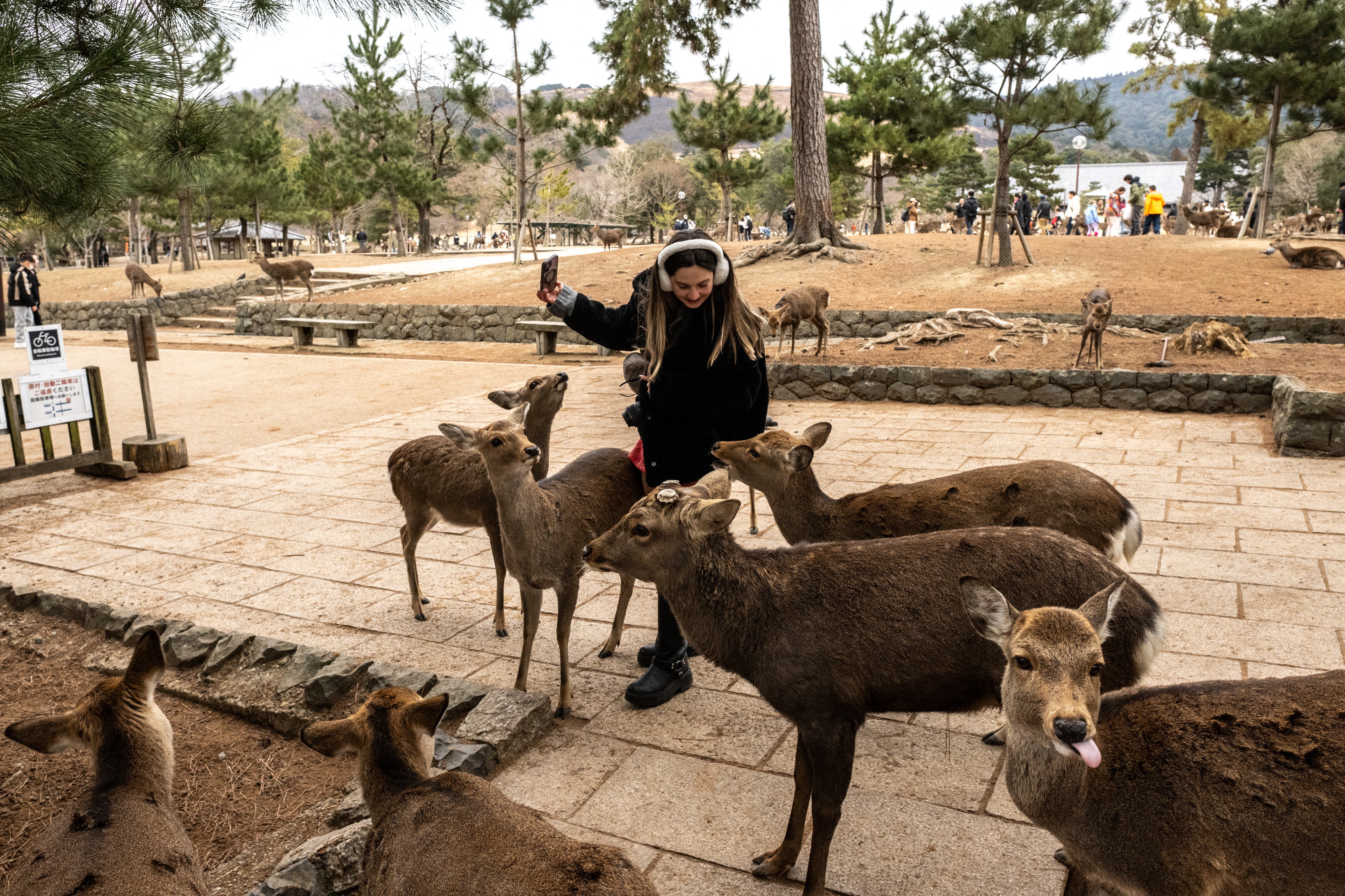 A visitor interacts with deer at Nara Park in Nara on 27 January 2025
