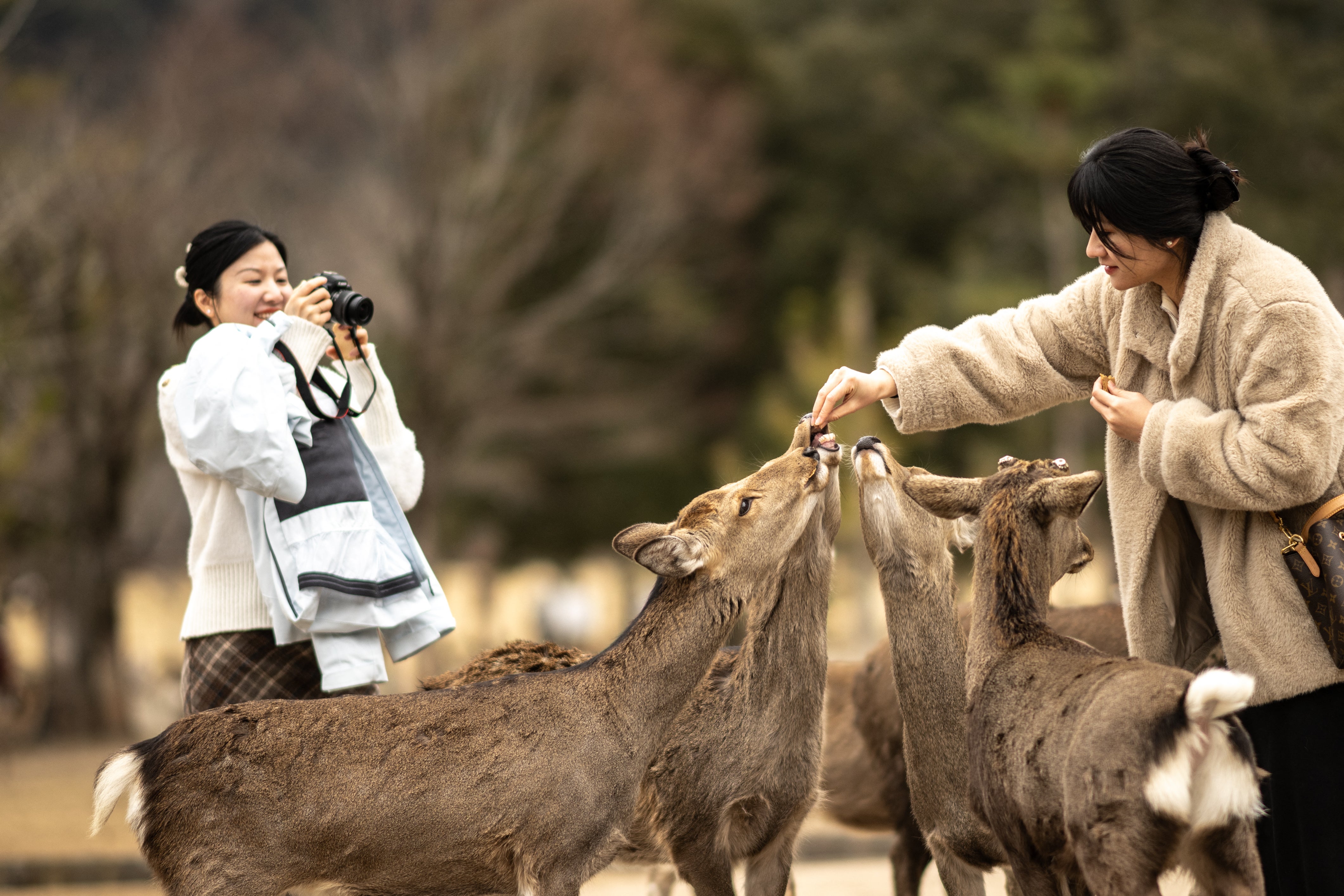 A visitor feeds the deer at Nara Park in Nara on 27 January 2025