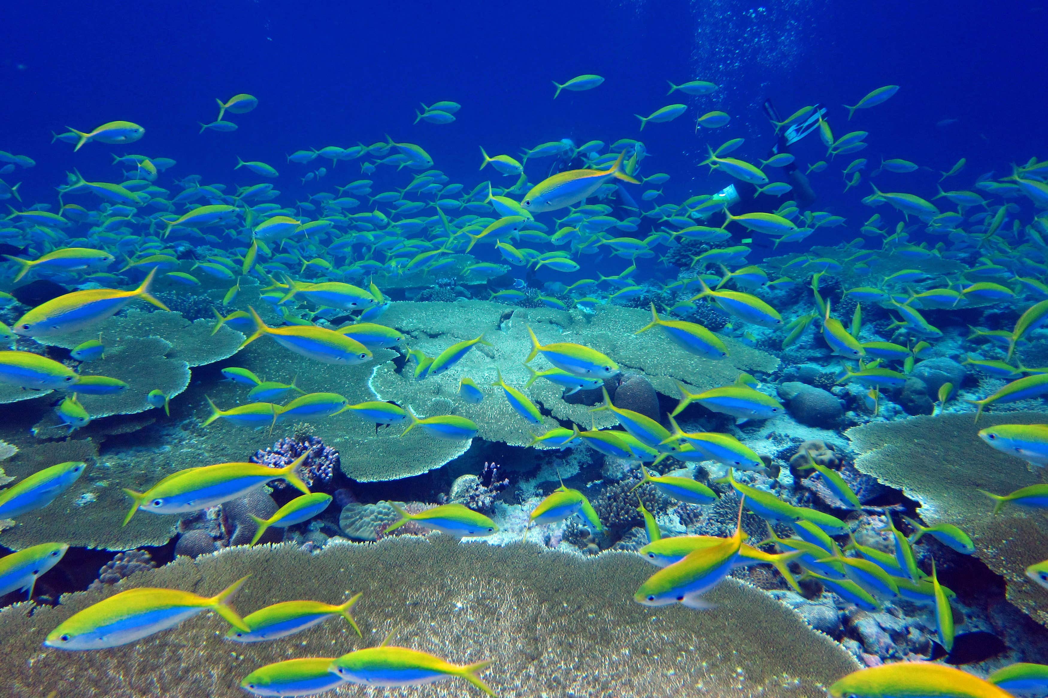 A reef in the Chagos Archipelago (Nick Graham/PA)