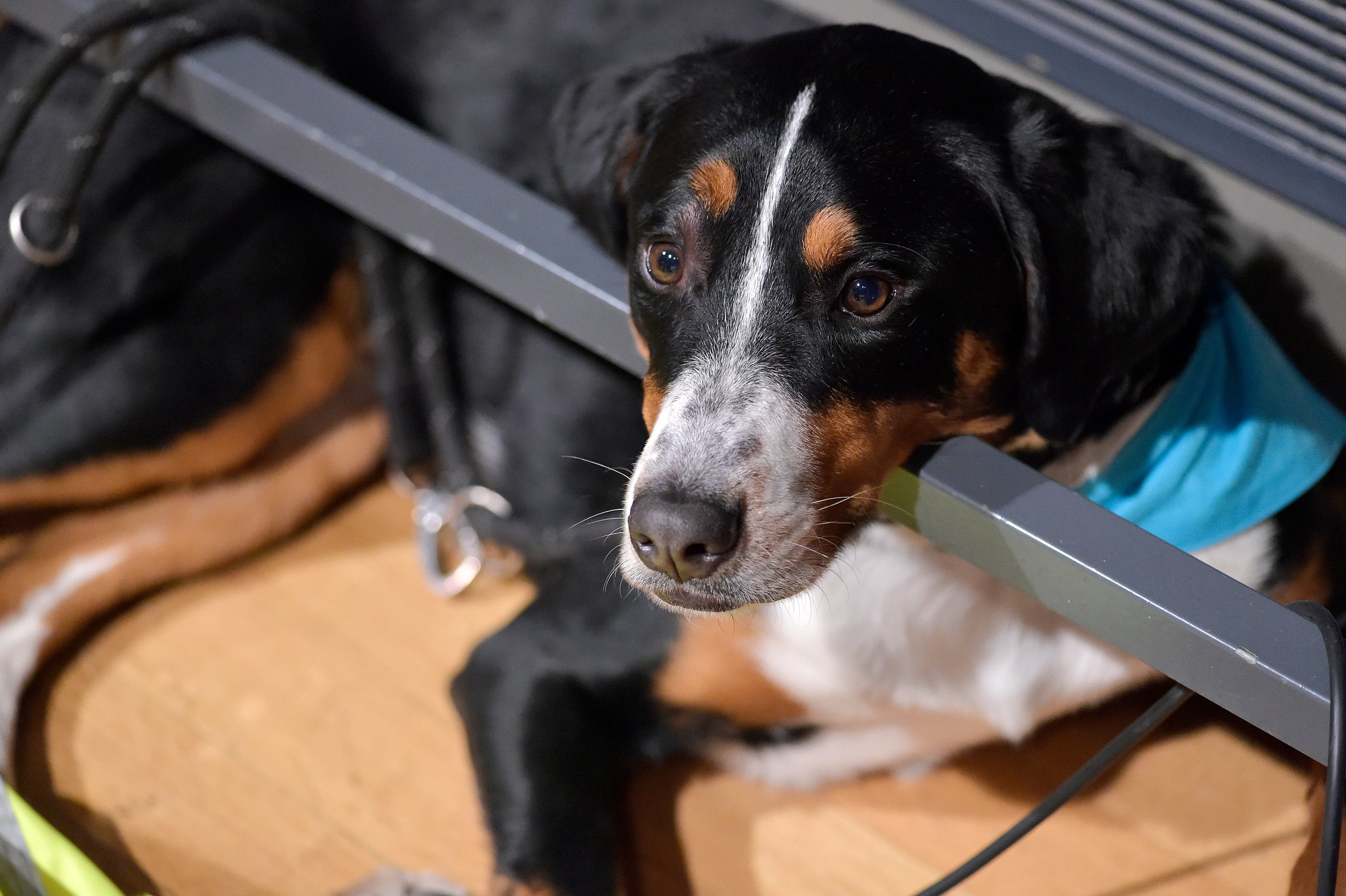 Tourists bringing dogs into Bolzano from 2026 will be required to pay £1.31 per animal per night