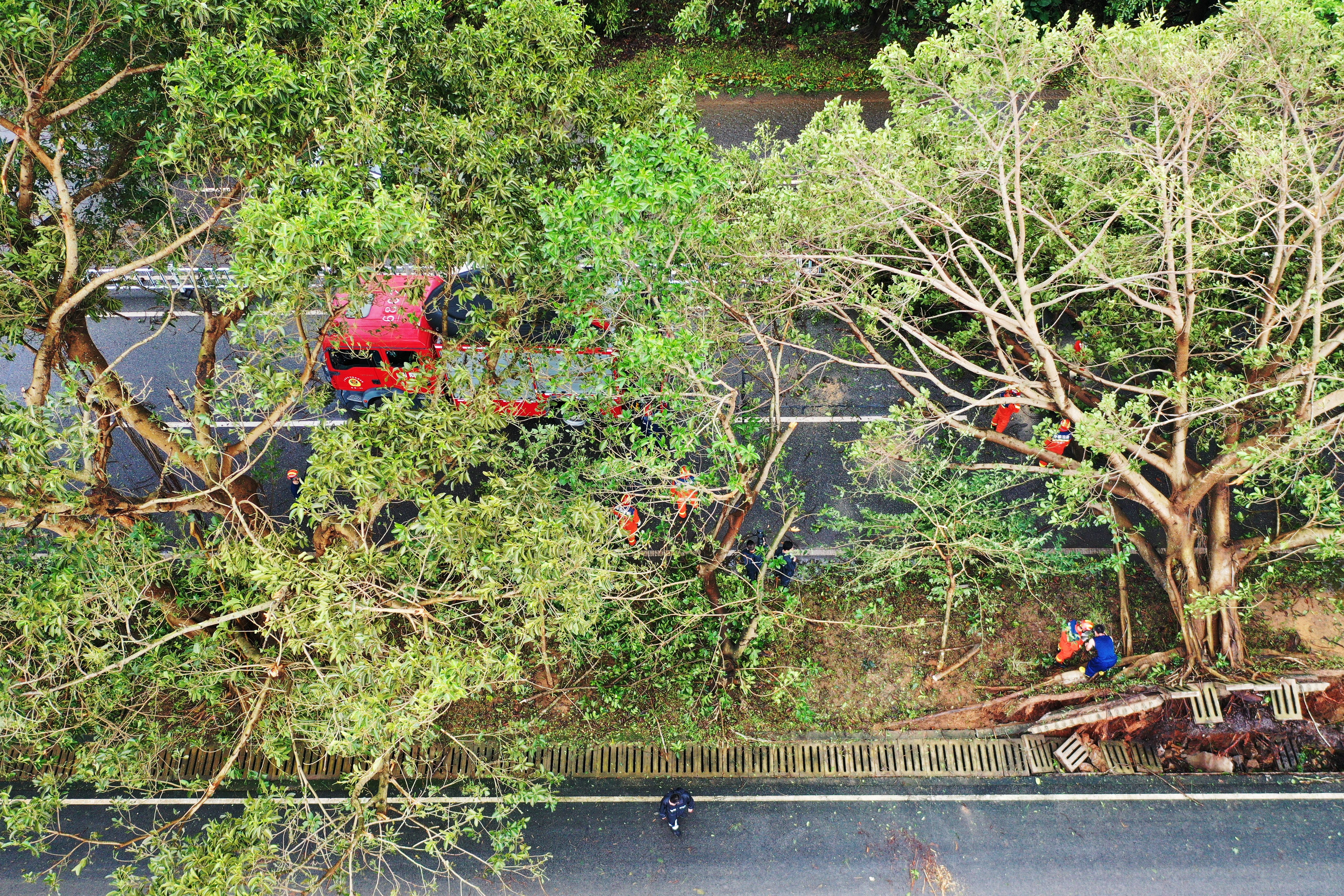 This aerial picture shows workers cutting fallen down trees following the passage of Super Typhoon Ragasa in Yangjiang, southern China's Guangdong