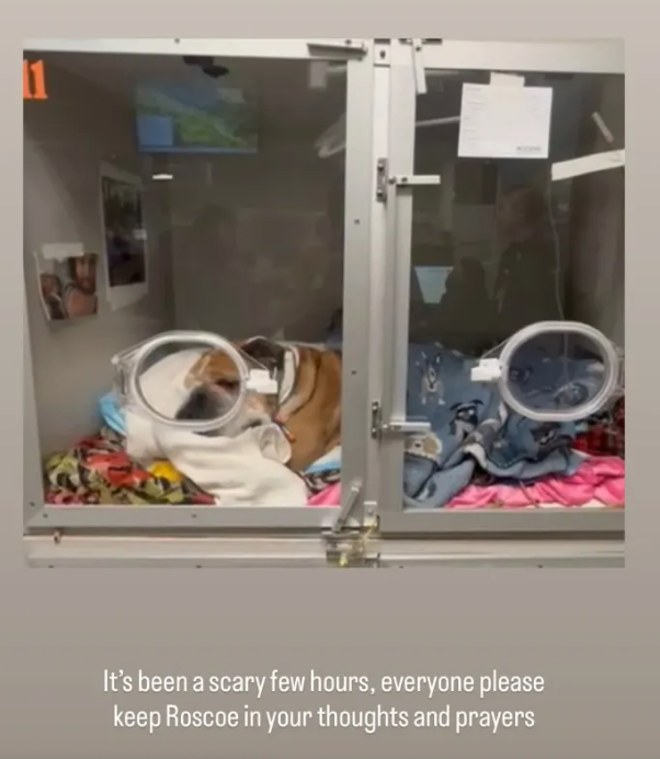 Hamilton earlier in the week shared an Instagram story of Roscoe in a transparent pod