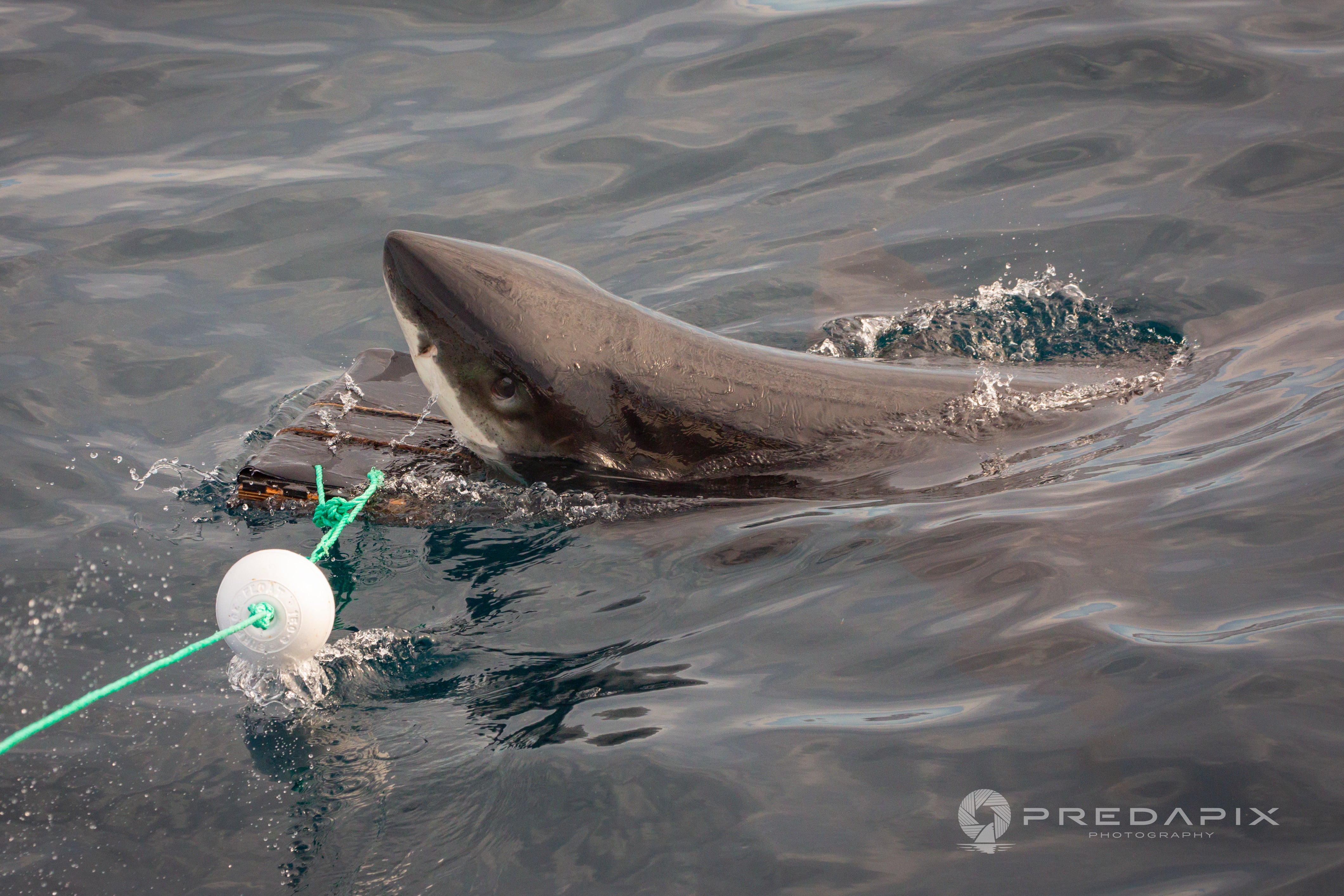 Shark Resistant Wetsuits