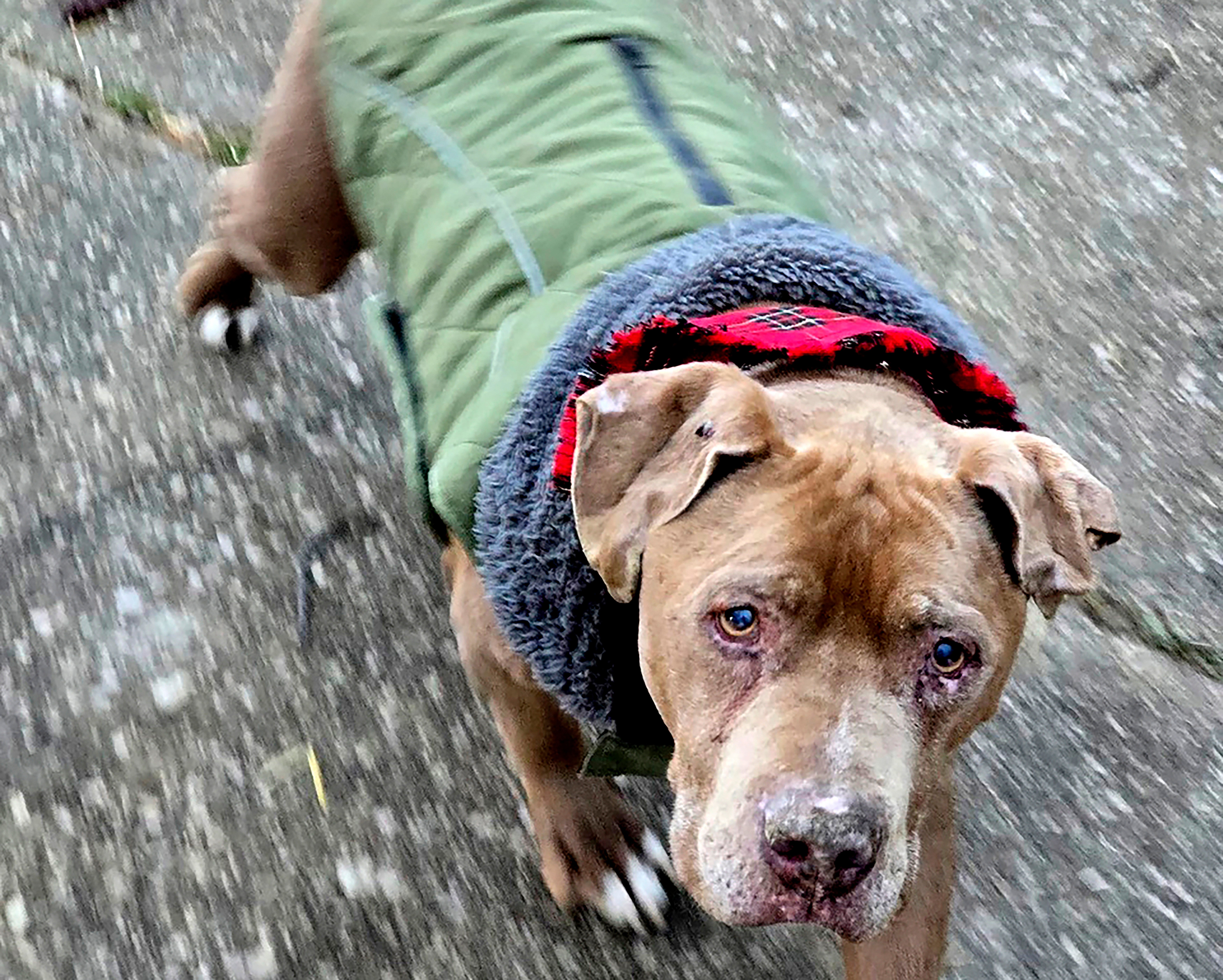 Veterinarian Dog Dispute