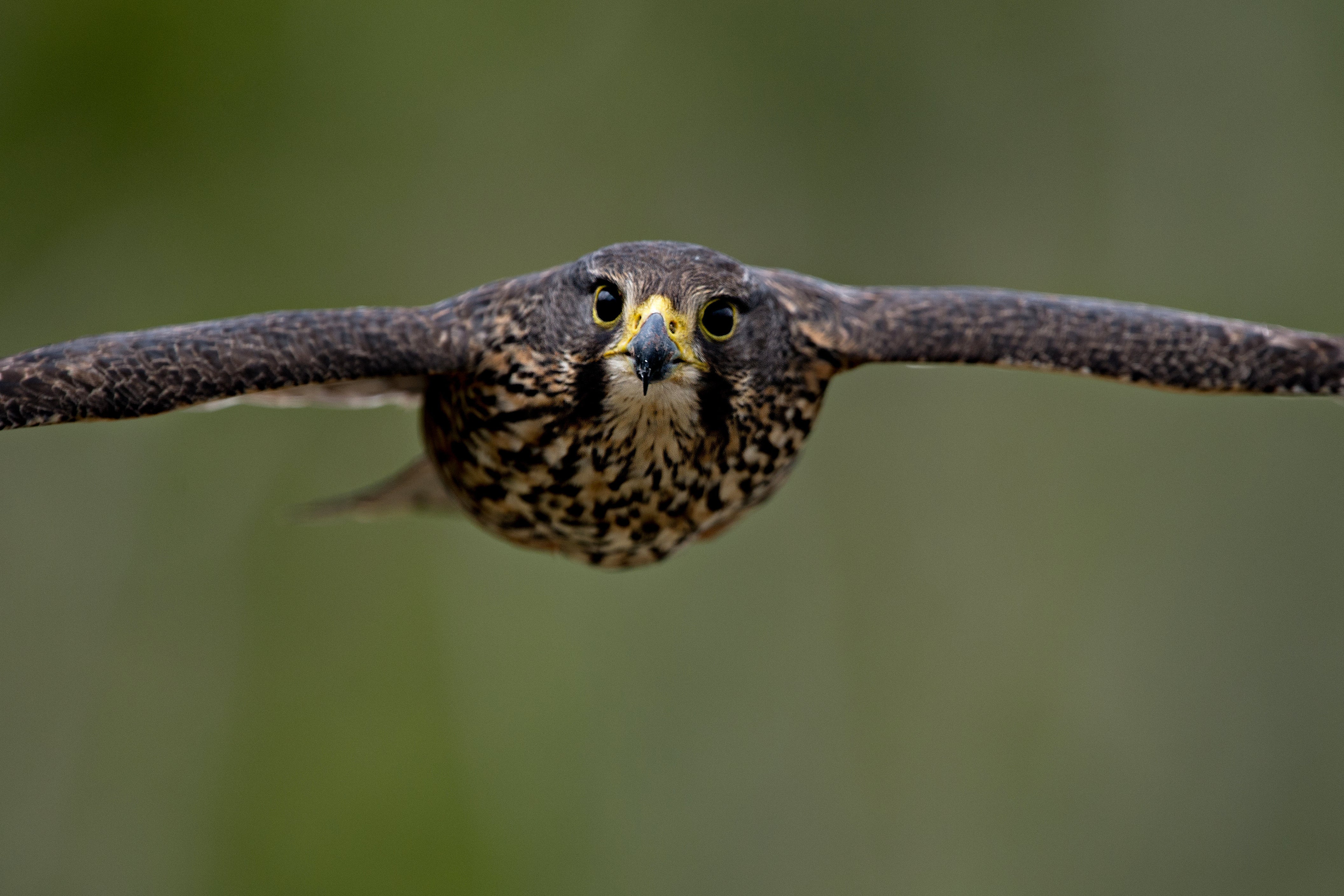The New Zealand falcon is a predator, and can fly at speeds of up to 124 miles an hour