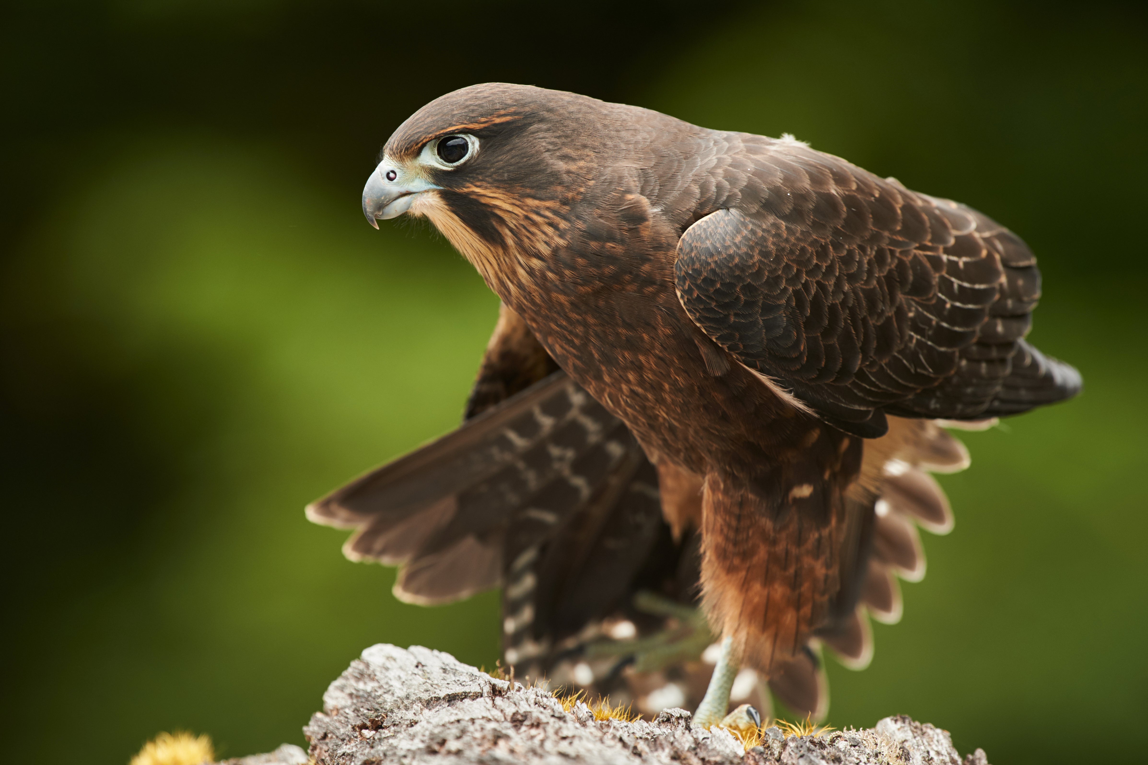 New Zealand’s Bird of the Year has been named as the Kārearea