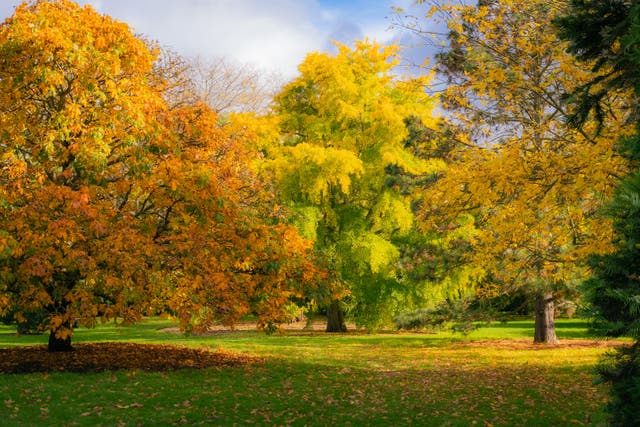 <p>Kew Gardens in London is a popular place to experience autumn nature</p>