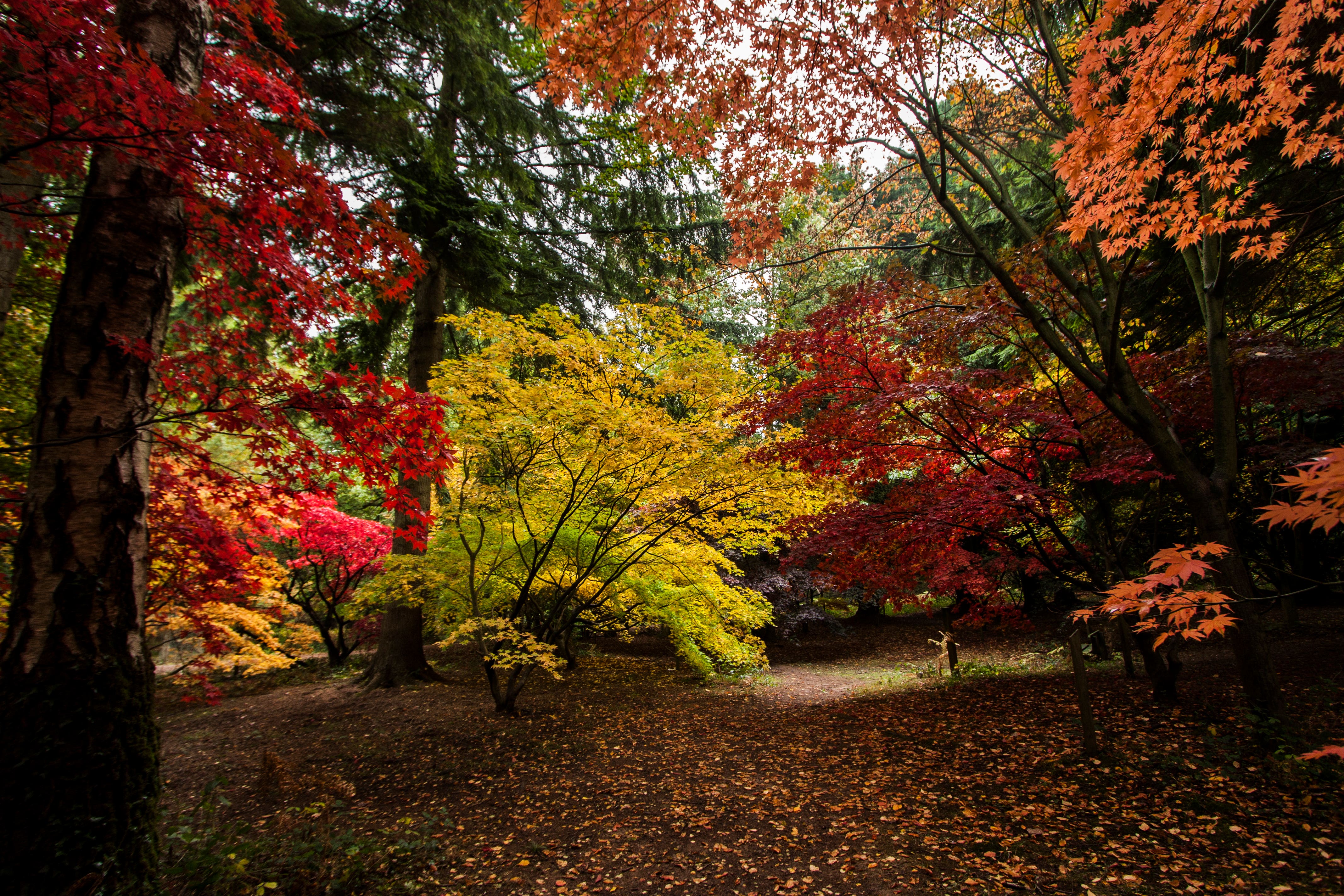 An arboretum is the perfect place to witness autumnal colours