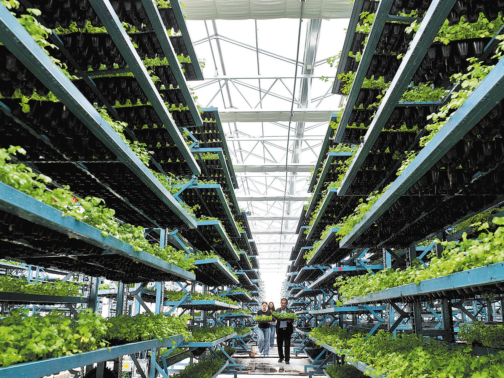 Workers transfer Chinese cabbage seedlings out of a cultivation greenhouse at a low-carbon circular agricultural park in Zhangye, Gansu province