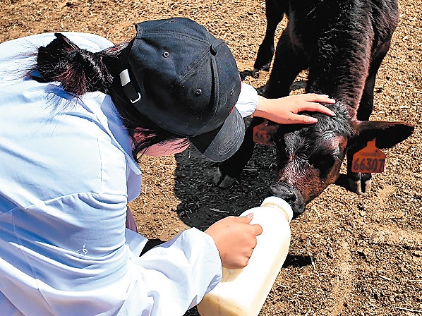 An employee of Tianlai Livestock Group feeds a calf in Bole, Xinjiang Uygur autonomous region