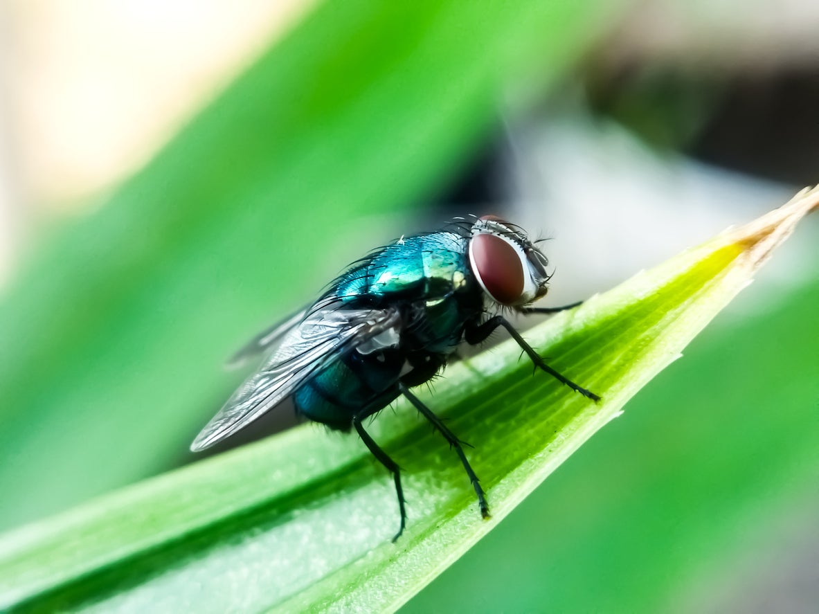 New World screwworm flies carry larvae that eat living tissue of warm-blooded animals