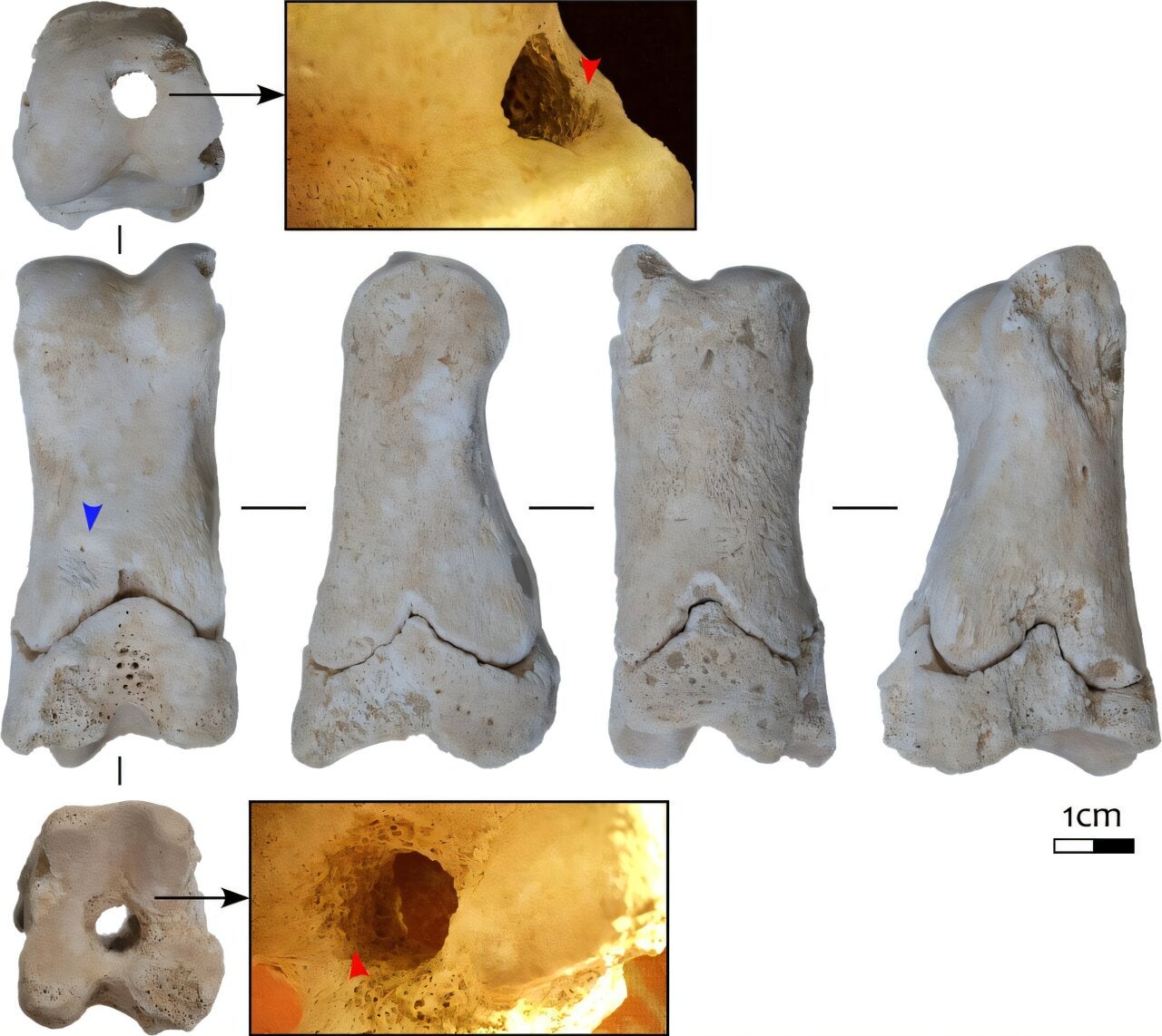 Cow bone whistle used by ancient Egyptian guards