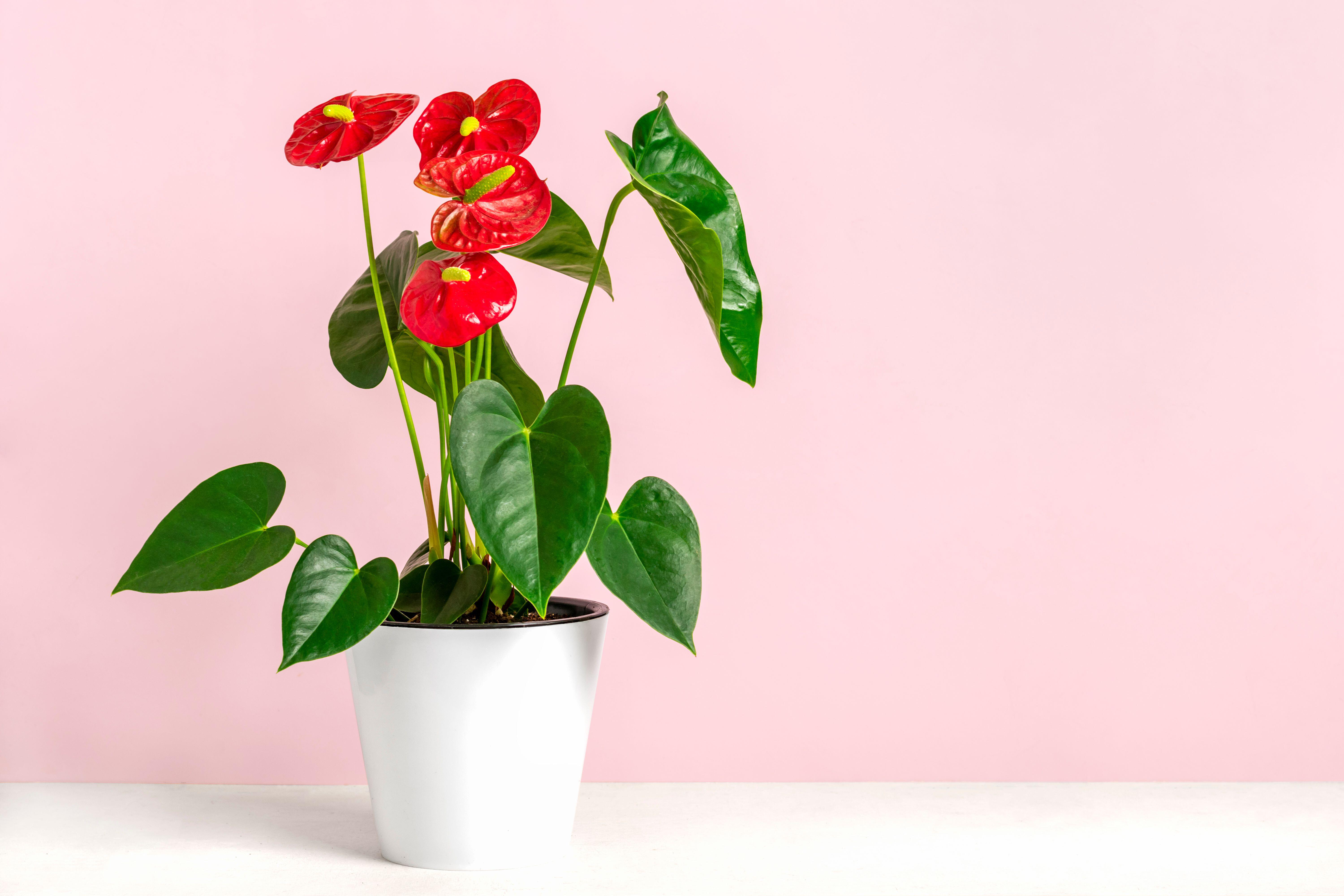 An Anthurium houseplant may seem like a retro choice, but they are back in fashion