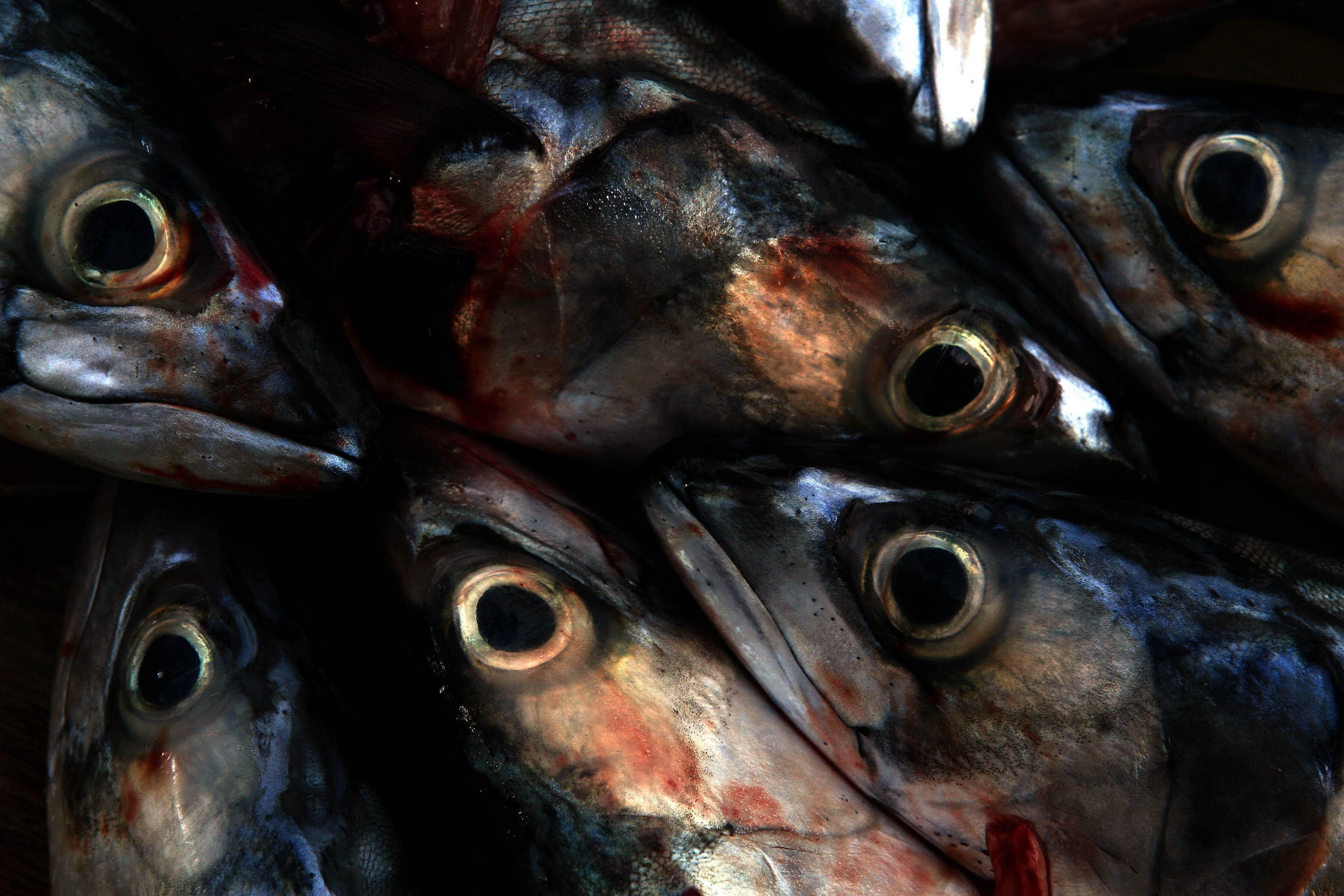 Mackerel is under immense pressure from overfishing, conservationists have warned (Cathal McNaughton/PA)