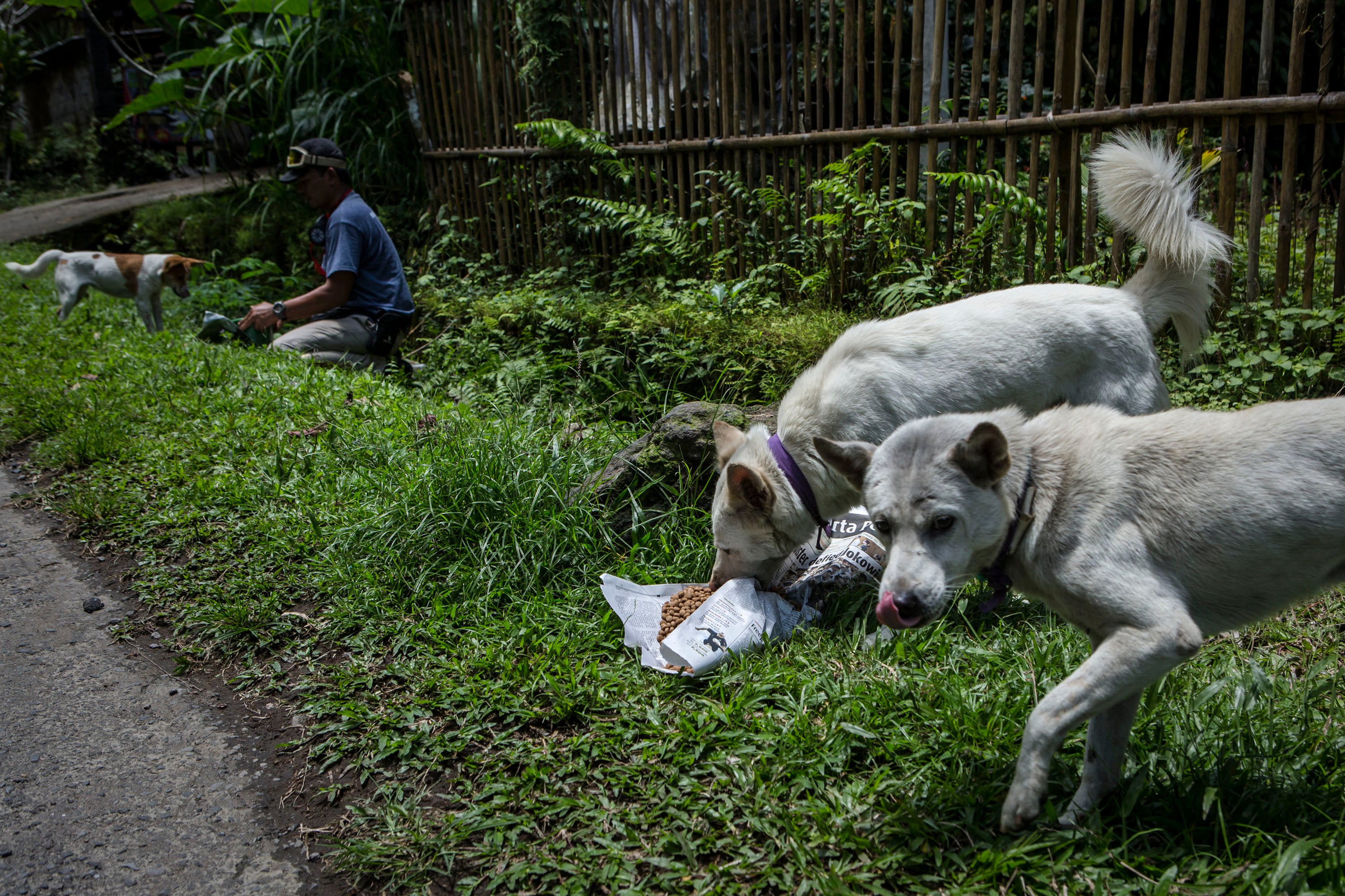 File: A worker for Jakarta Animal Aid Network feeds abandoned dogs at North Duda village