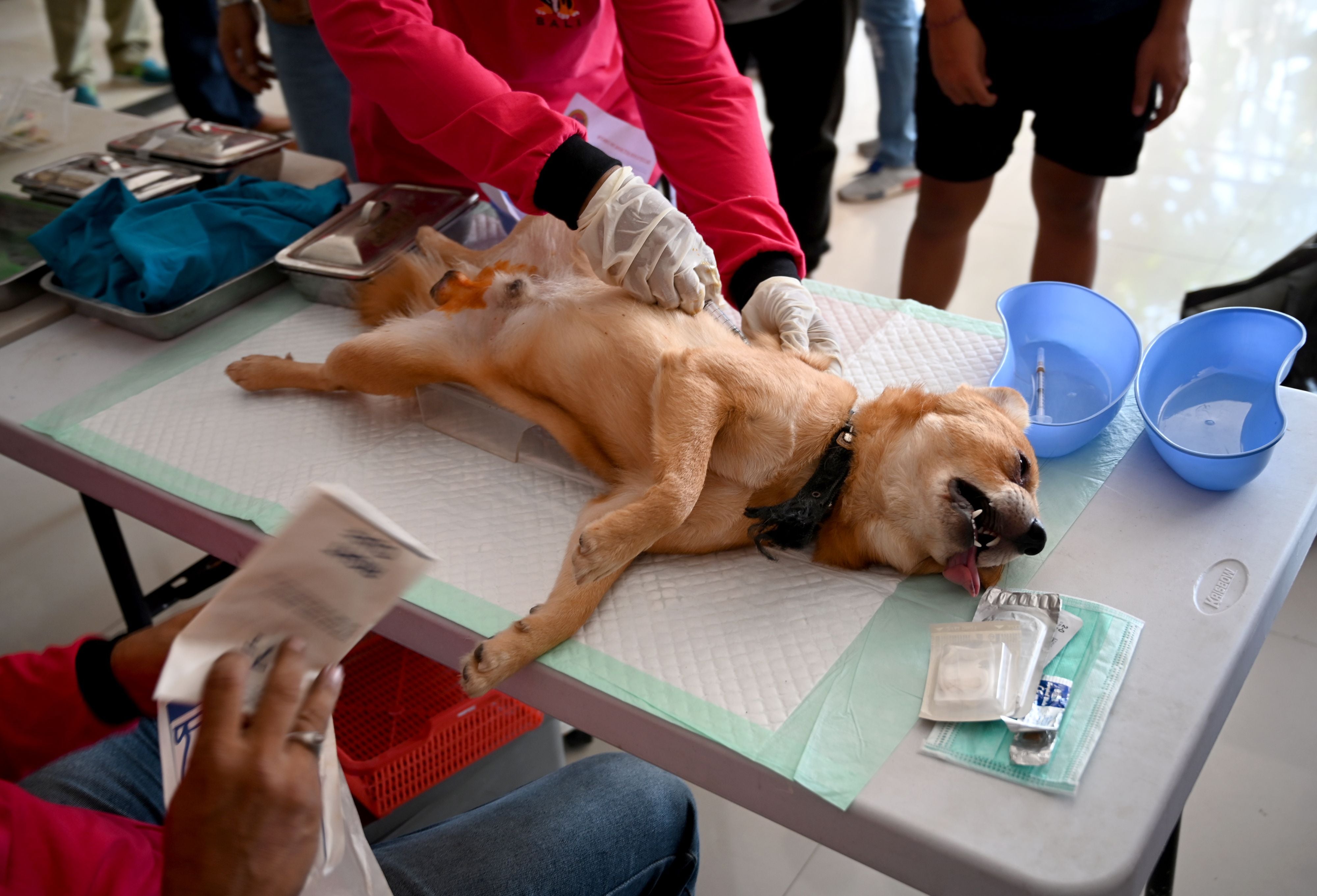 File: Health workers castrate a dog during a vaccination programme against rabies at Benoa village in Badung, on the resort island of Bali