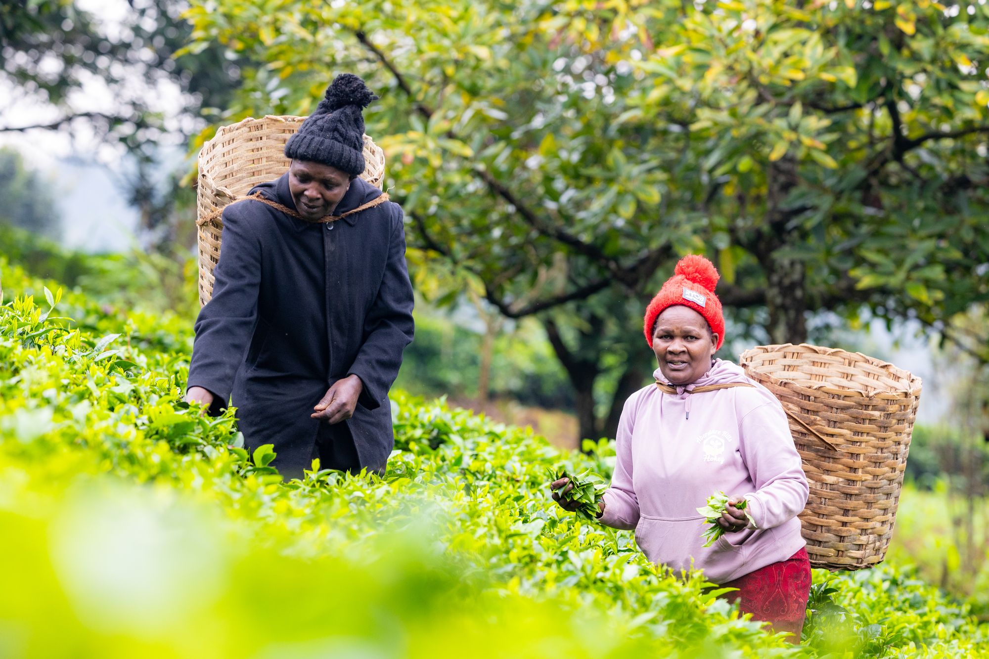 Teresiah and Francis told The Independent that as climate change has disrupted weather patterns, they have experienced respiratory and joint problems after spending all day outside picking tea