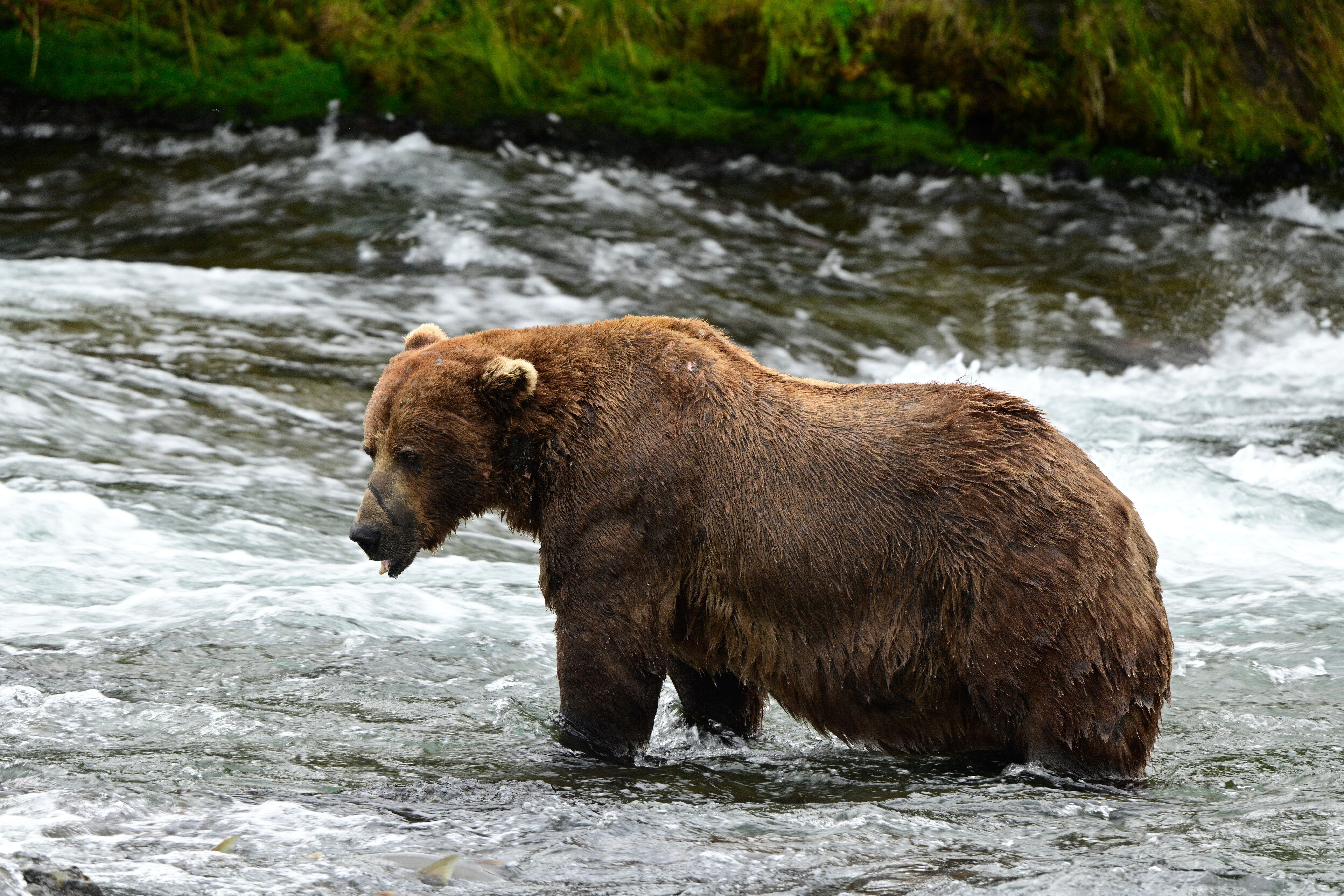Chunk’s weight was estimated at 1,200 pounds by contest organizers, who do not weigh individual bears during the contest because of safety concerns