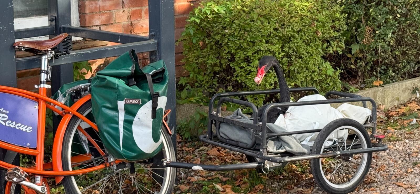 The swan, nicknamed ‘Mr Terminator’, will be moved to Devon’s Dawlish Waterfowl Centre after anti-social behaviour